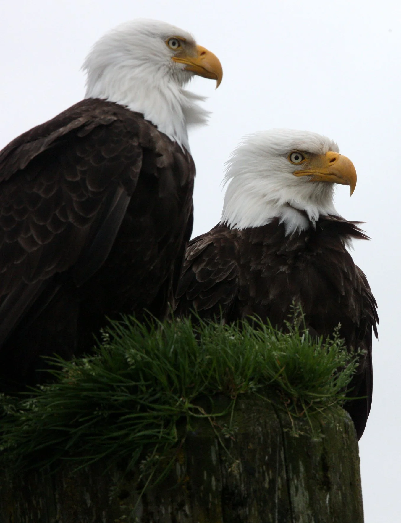 Haliaeetus leucocephalus - AMERICAN BALD EAGLE - KNIGHT INLET BRITISH COLUMBIA (91).JPG