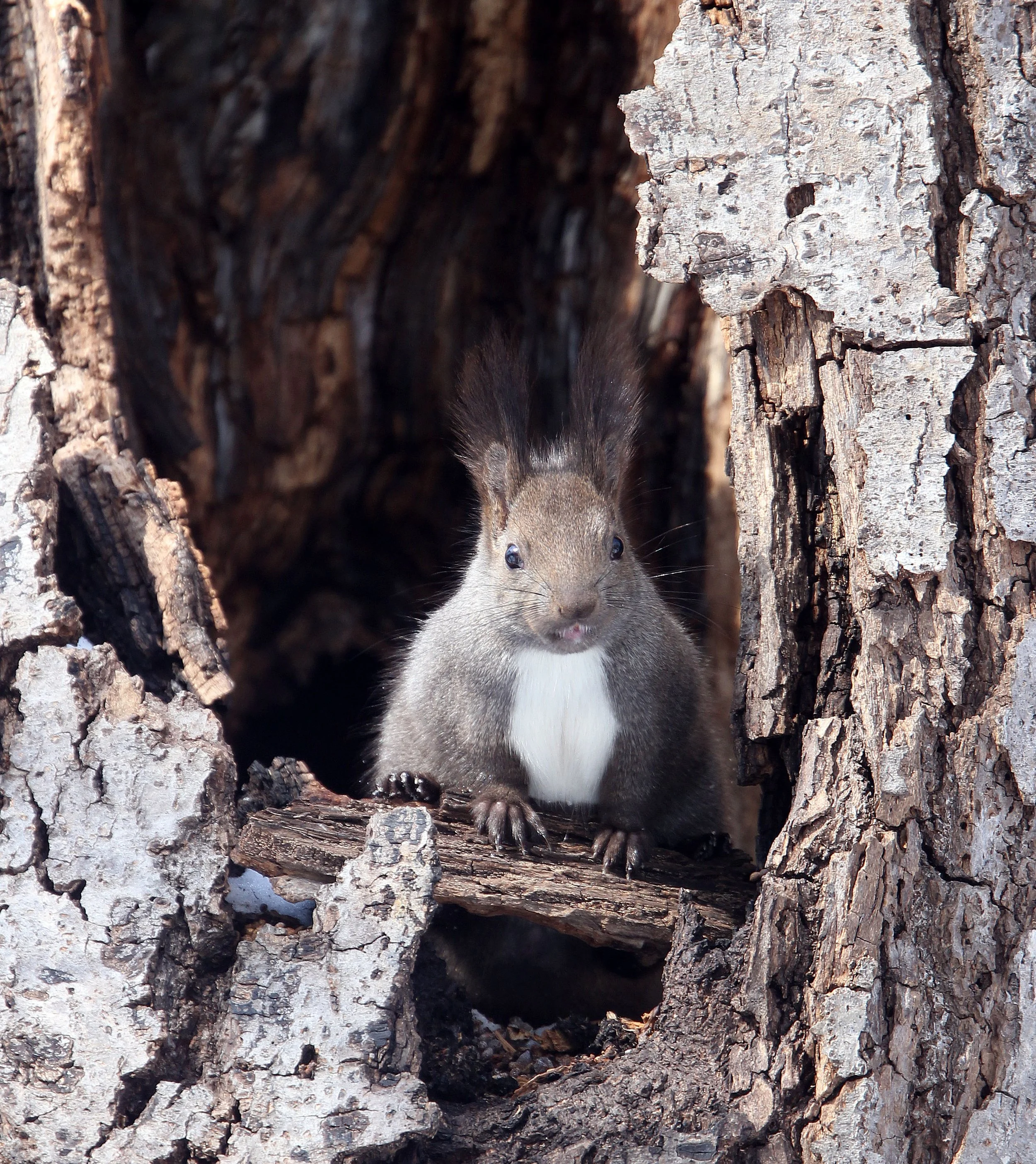 Sciurus vulgaris orientis - HOKKAIDO RED SQUIRREL - KINOHIROBA PARK, ABASHIRI HOKKAIDO JAPAN (56).JPG