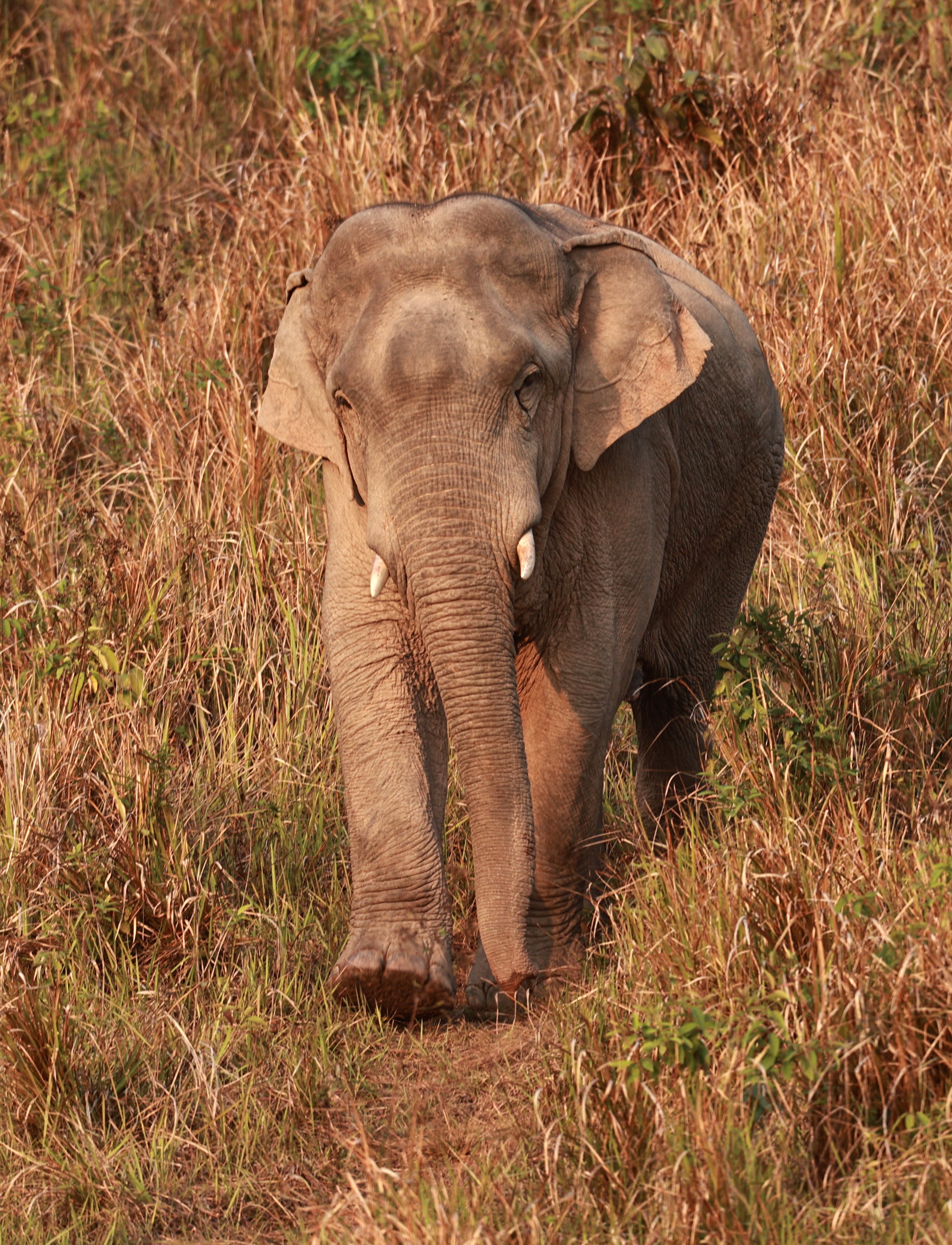 Asian Elephant (Elephas maximus) Khao Yai National Park, Thailand (38).jpg