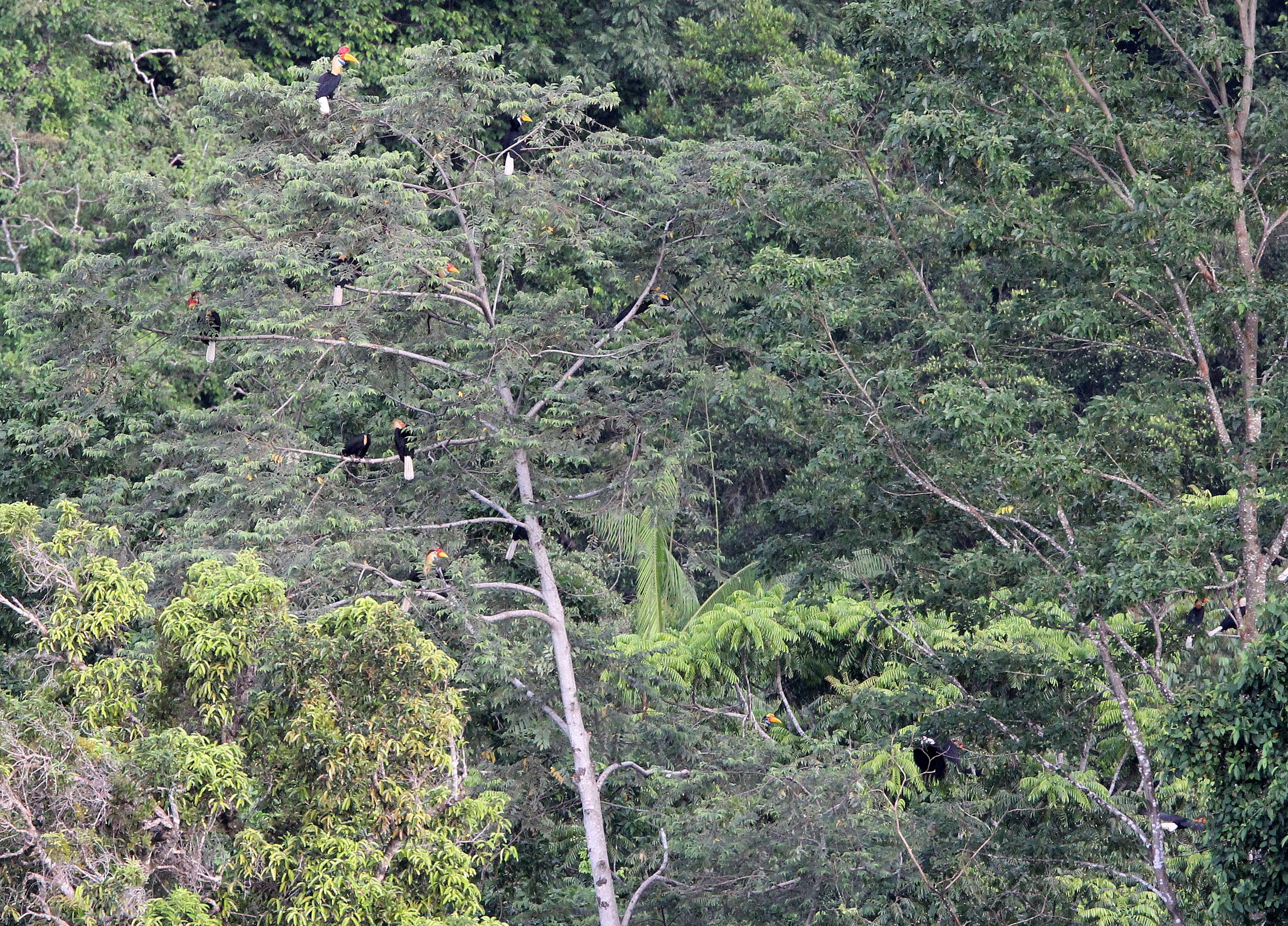 Rhyticeros cassidix - SULAWESI WRINKLED (KNOBBED) HORNBILL - KNOBBED HORNBILL - TANGKOKO NATIONAL PARK SULAWESI INDONESIA (57).JPG