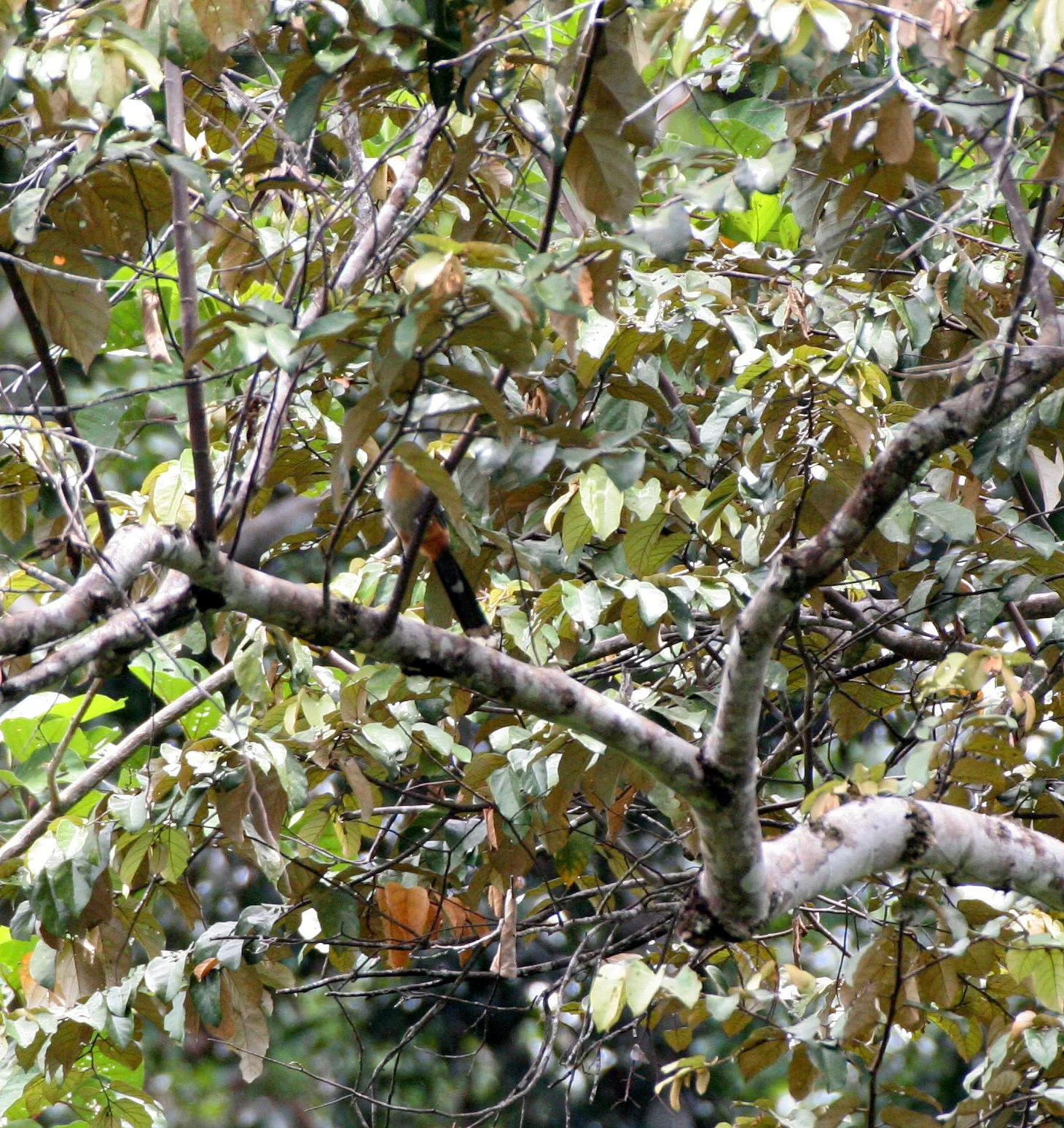Red-billed Malkoha (Phaenicophaeus javanicus) Danum Valley Borneo (2).JPG