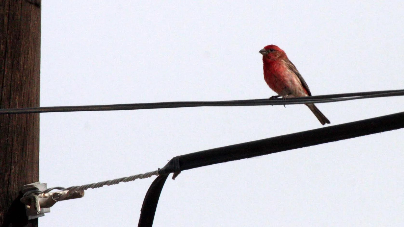 House Finch (Haemorhous mexicanus) San Ignacio Baja Mexico (1).JPG