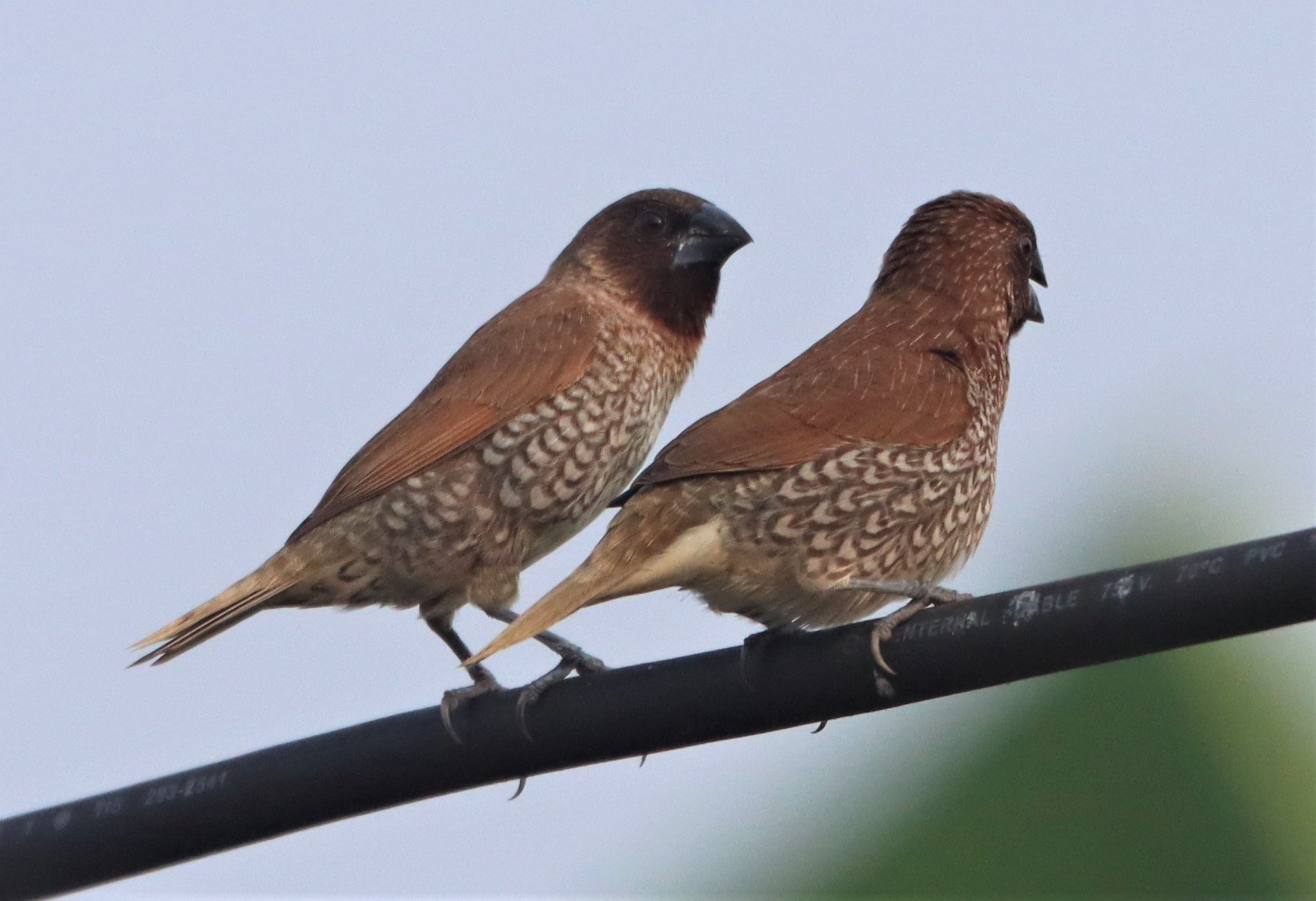 MUNIA - SCALY-BREASTED MUNIA - Lonchura punctulata - KABIN BURI WETLANDS (3).jpg