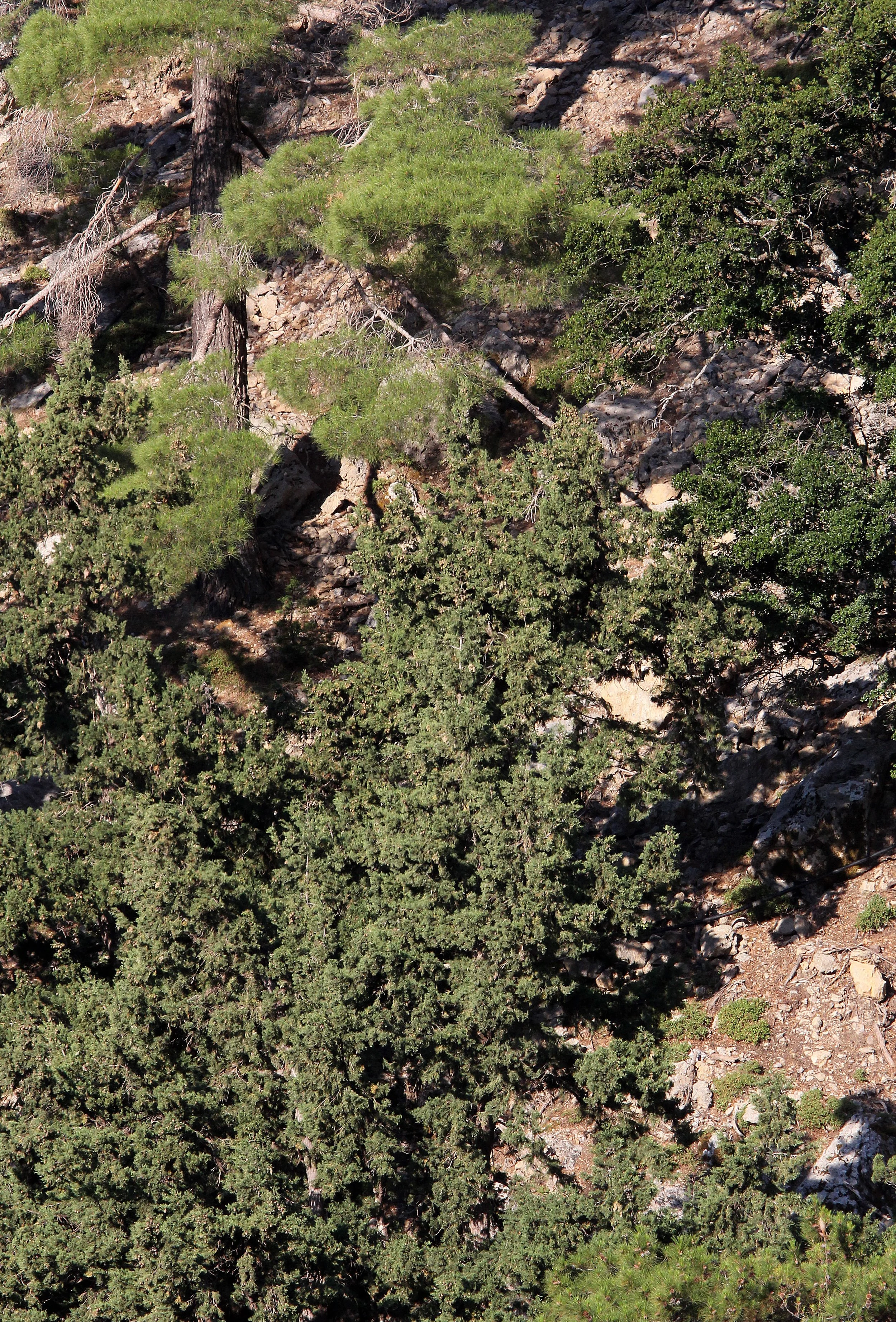 SAMARIA GORGE NATIONAL PARK CRETE GREECE (18).JPG