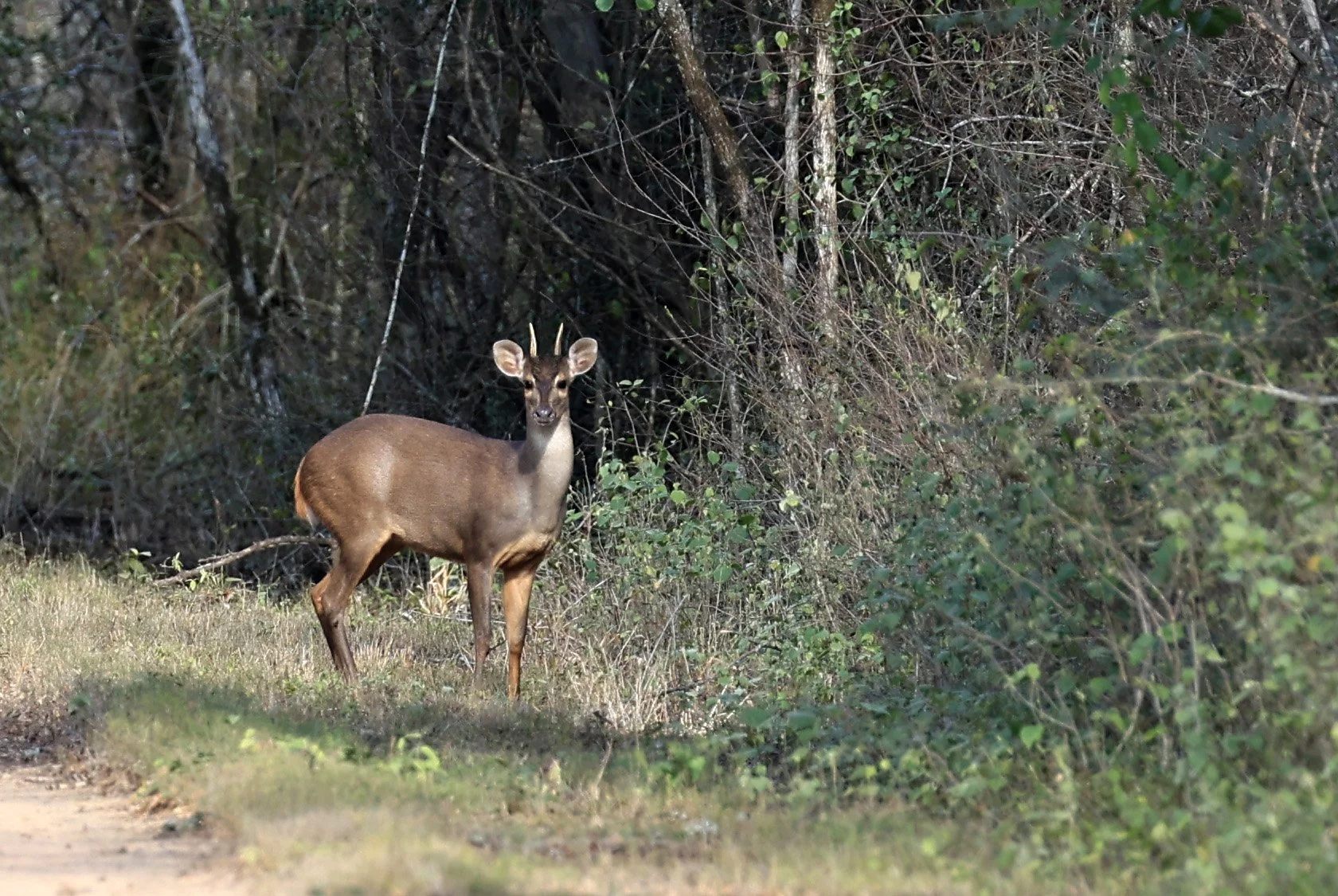 Southern Brown Brocket (Subulo gouazoubira) Selva Serena Natural Reserve (36).jpg