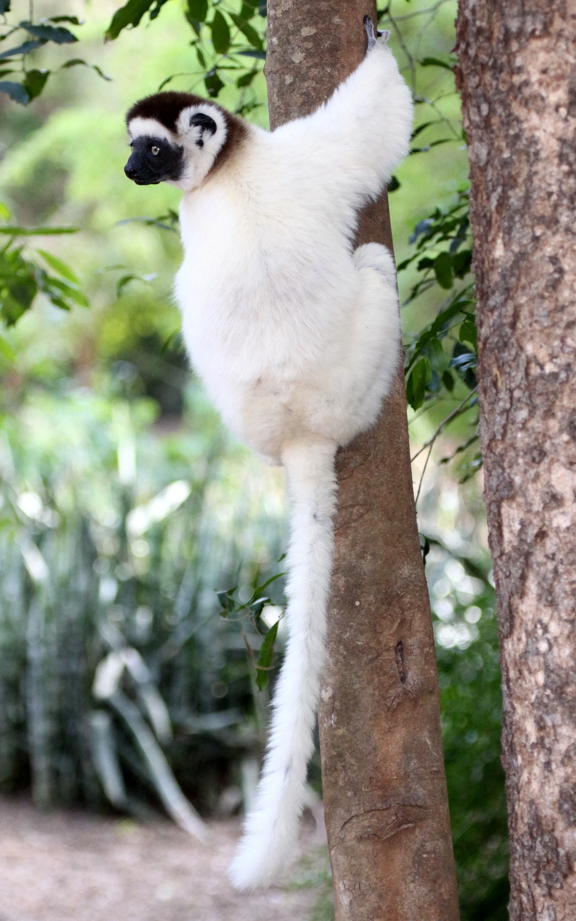 INDRIIDAE - Propithecus verreauxi - VERREAUX'S SIFAKA - BERENTY RESERVE MADAGASCAR (53).JPG