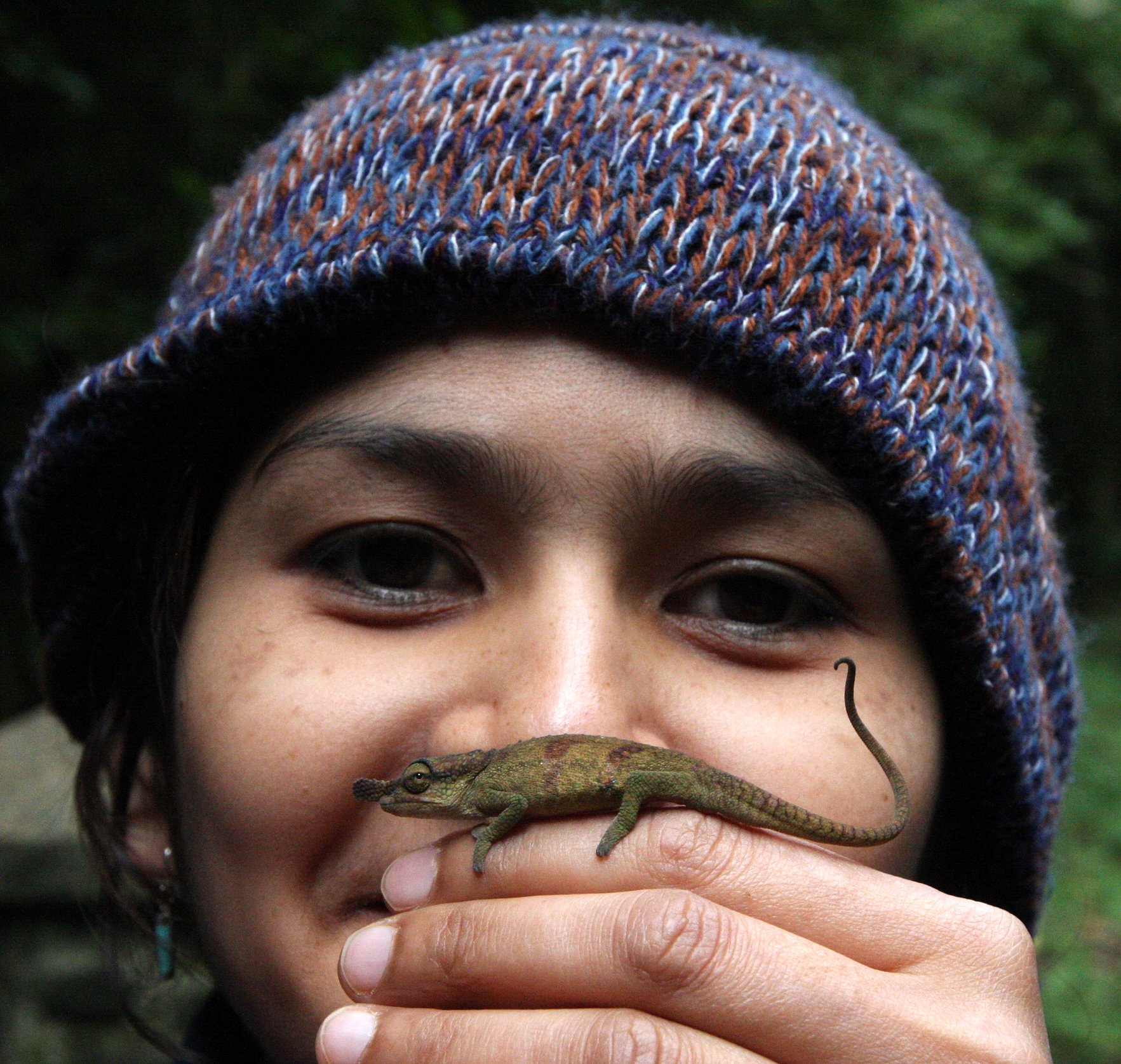 Calumma boettgeri - BOETTGER'S OR BLUE NOSED CHAMELEON - MONTAGNE D'AMBRE NATIONAL PARK (10).JPG