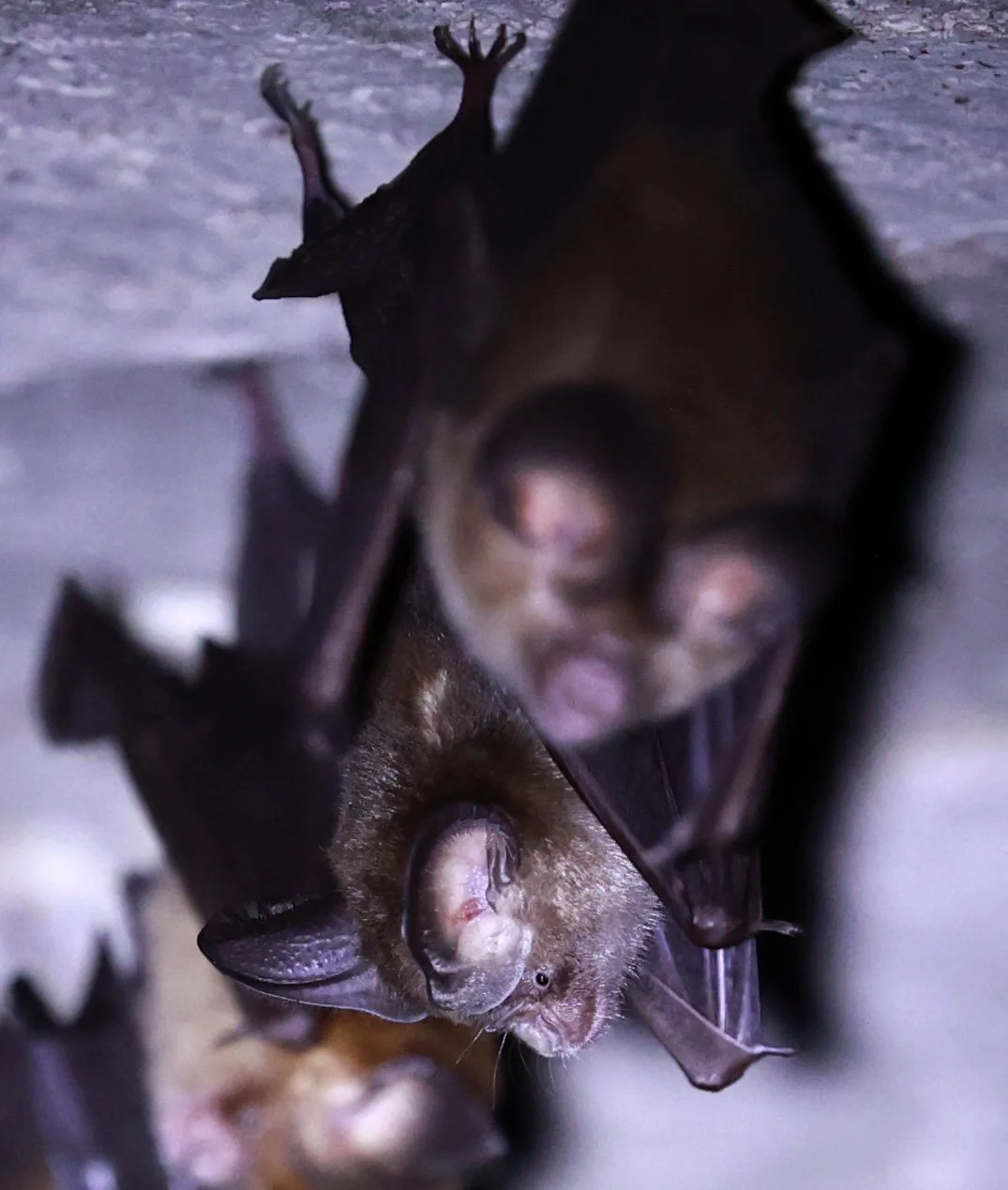 Hipposideros gentilis 