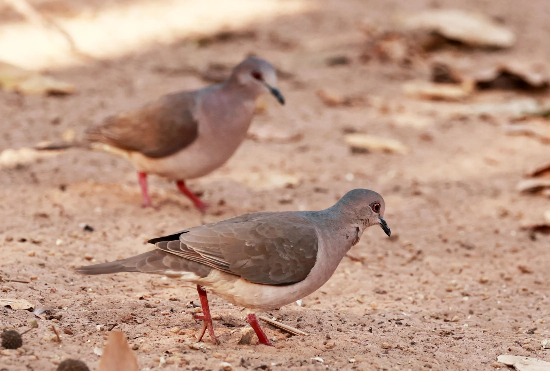 Gray-fronted Dove (Leptotila rufaxilla) Porto Alegre Lodge, Pantanal (8).jpg