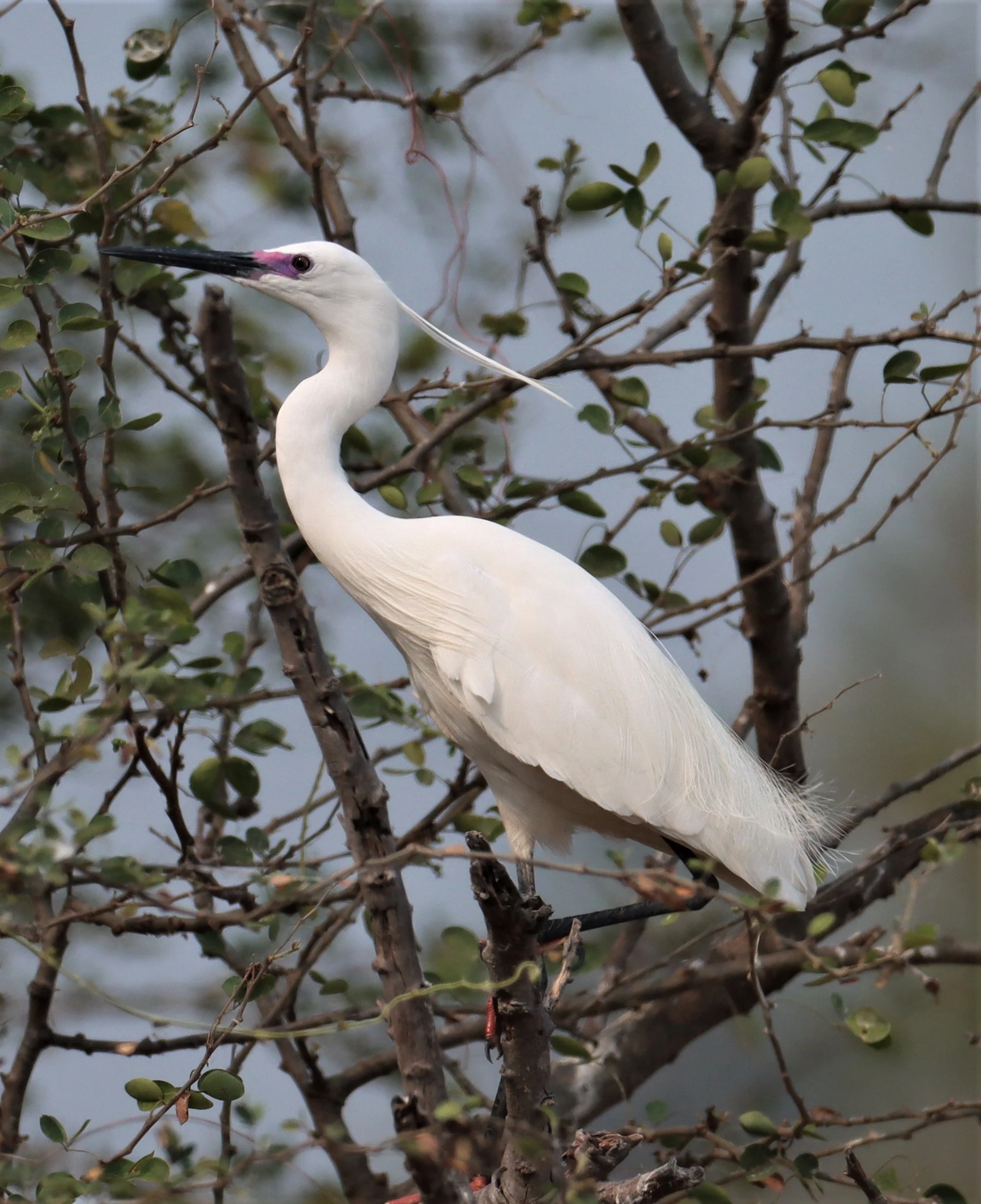 EGRET - LITTLE EGRET - Egretta garzetta - BANG KHAEM WETLANDS NAKHON PATHOM MARCH 13 (1).jpg