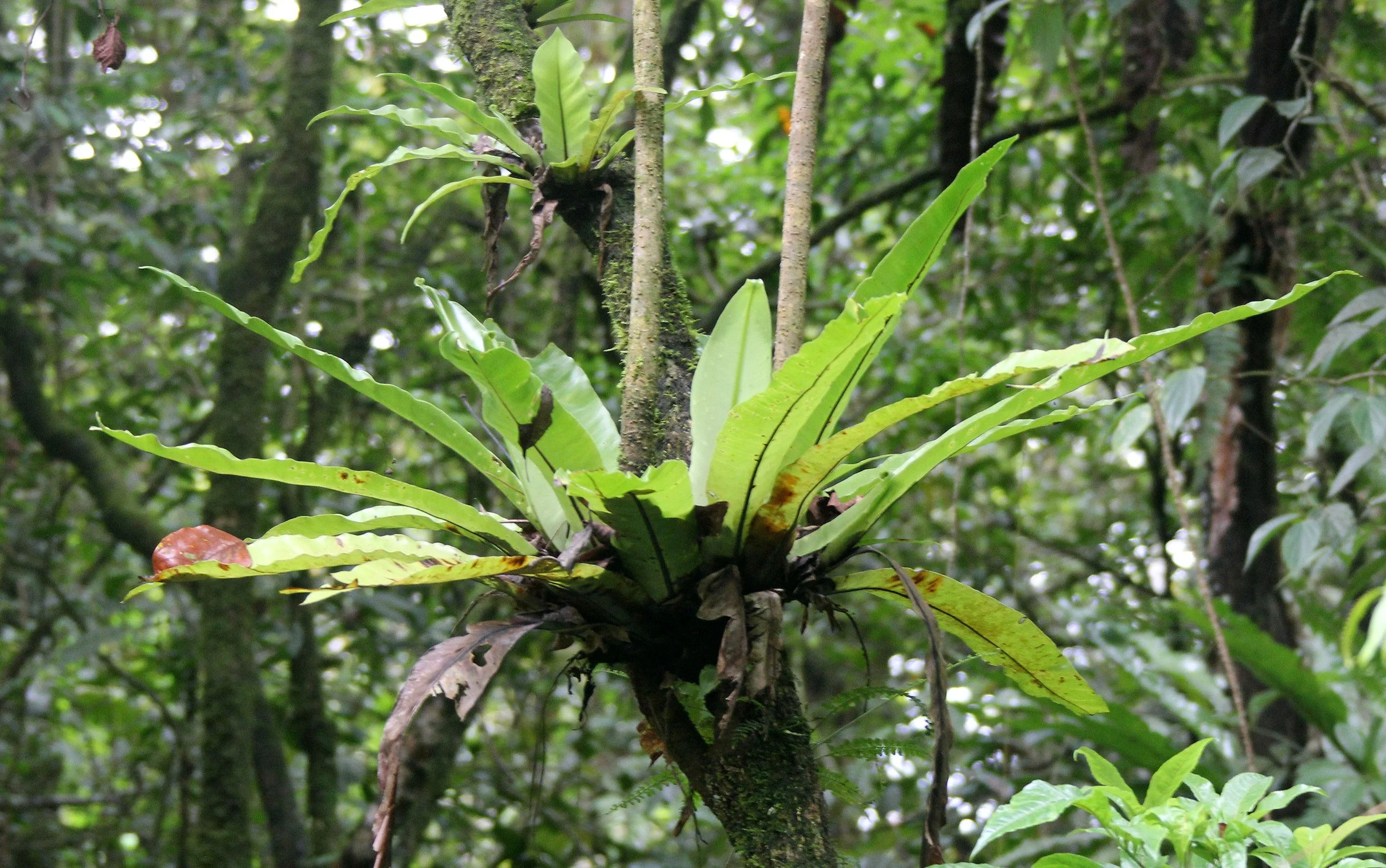 GEDE NATIONAL PARK - JAVA BARAT INDONESIA (22).JPG