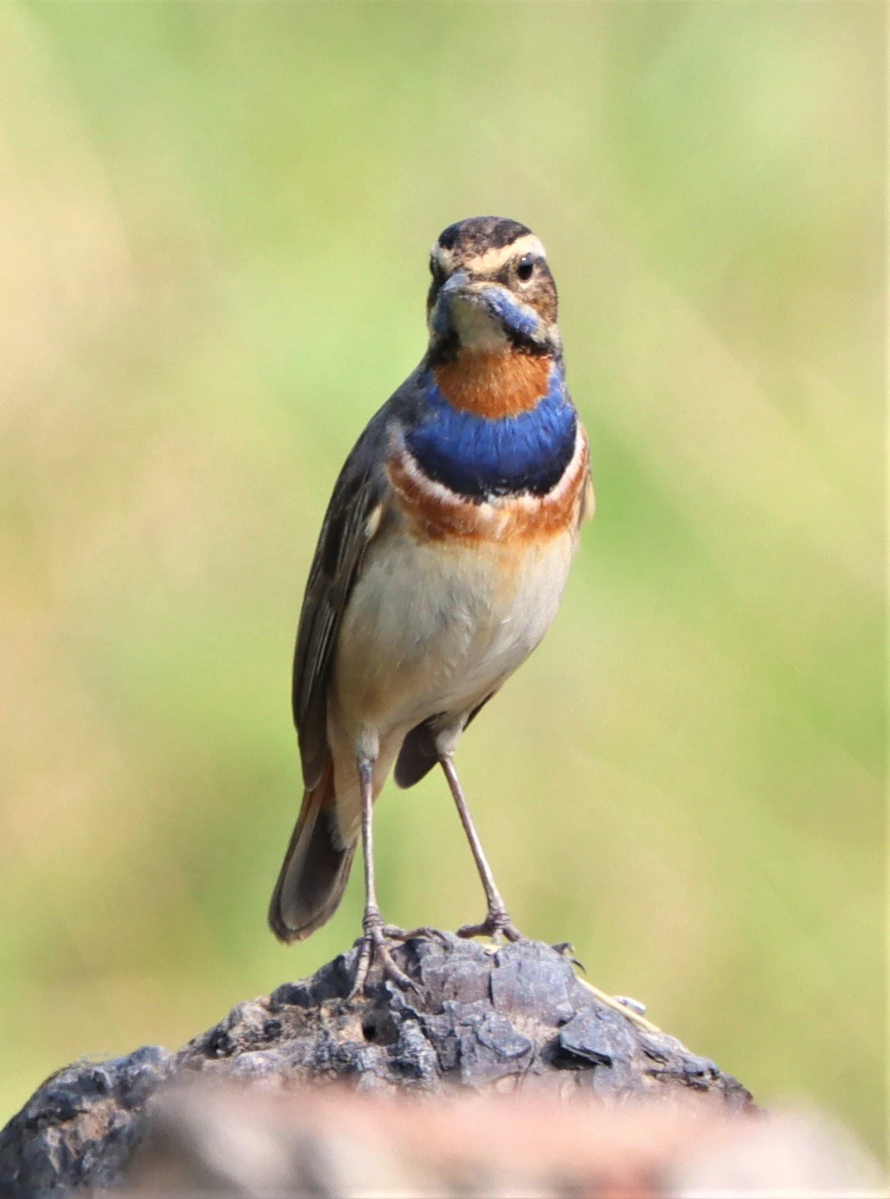 BLUETHROAT - Luscinia svecica - LAT KRABANG WETLANDS NEAR BKK (14).jpg