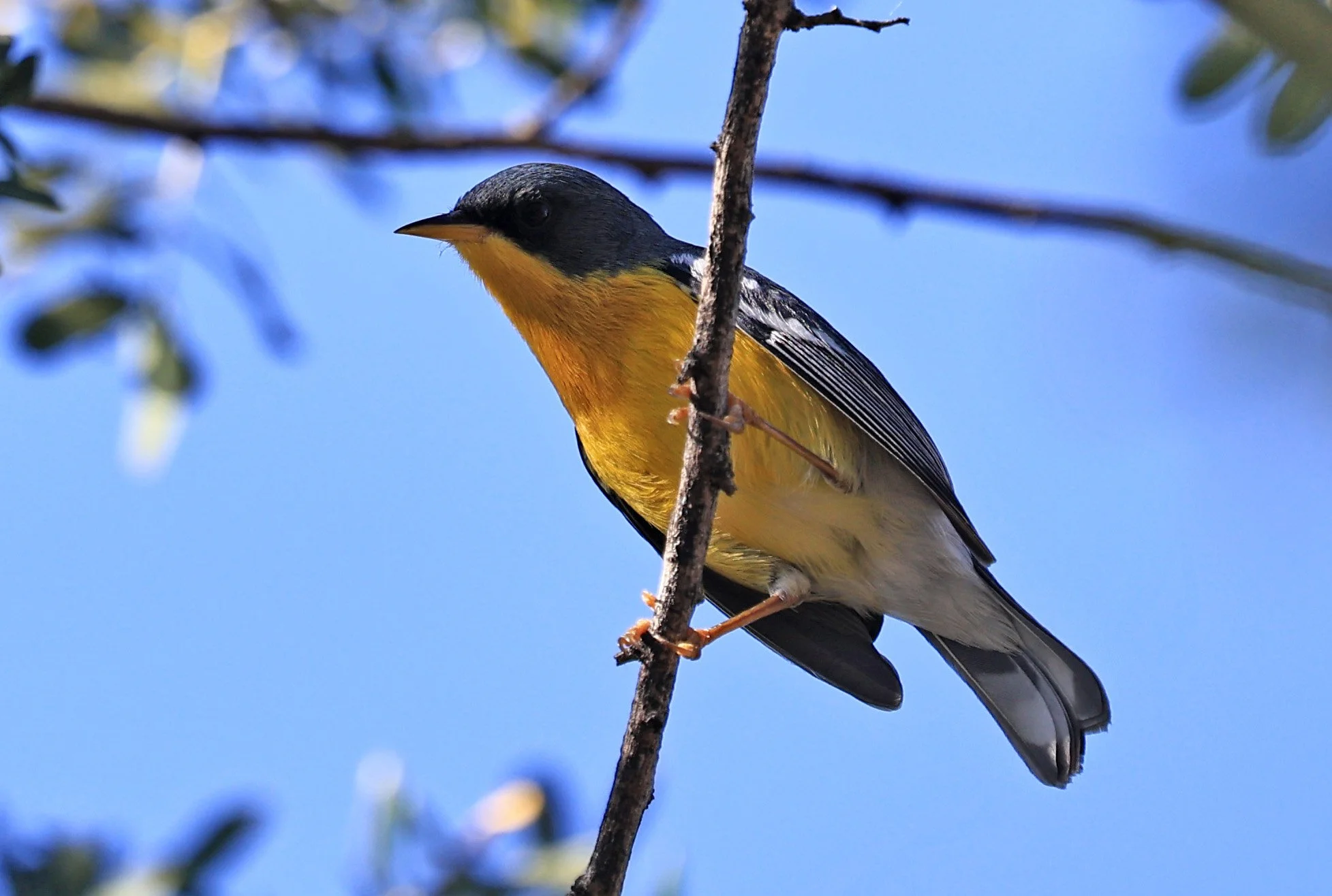 Tropical Parula (Setophaga pitiayumi) Reserva Natural Canada el Carmen, Paraguay (10).jpg