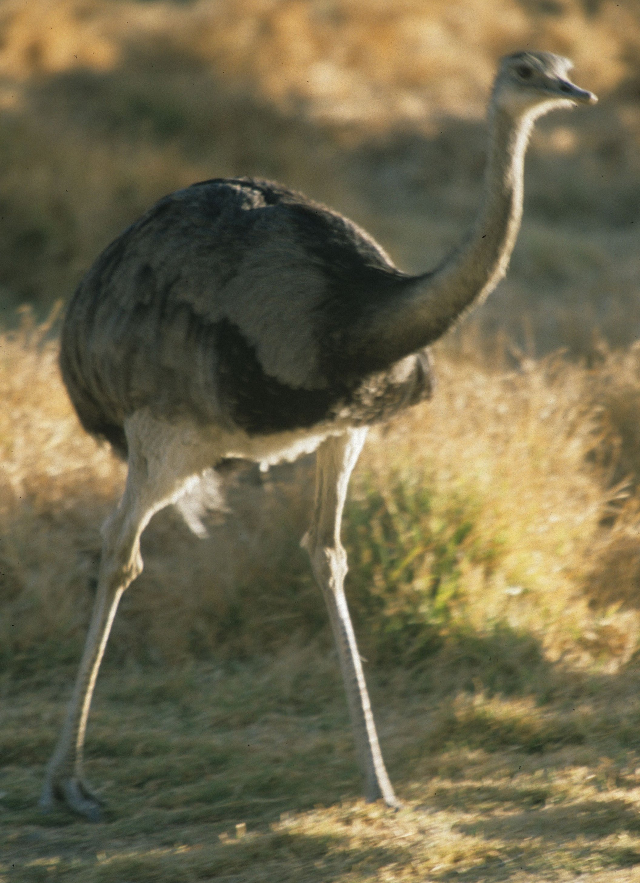 Greater Rhea (Rhea americana americana) Northern Pantanal — Coke Smith ...