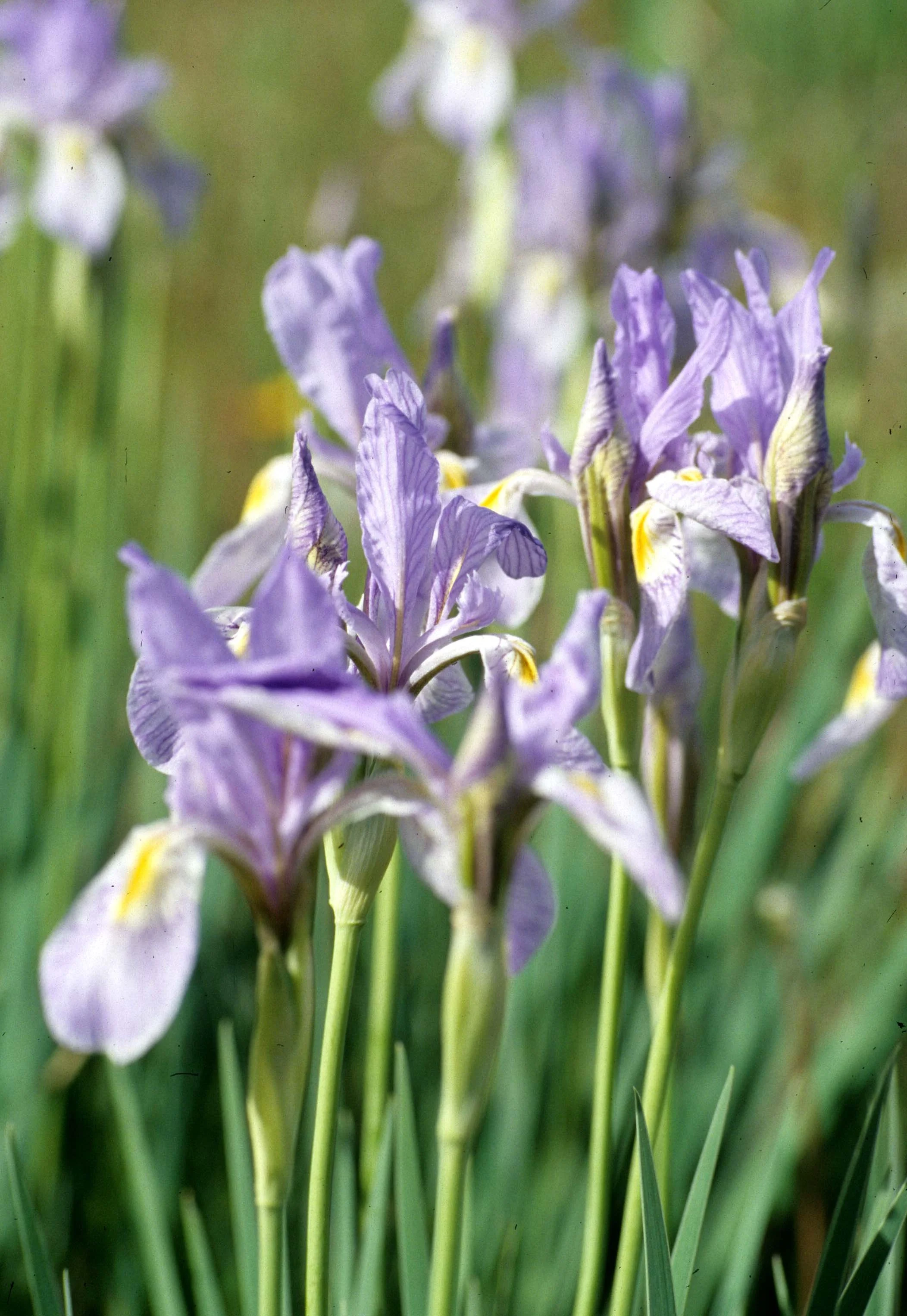 GREAT PLAINS - IRIS SPECIES.jpg