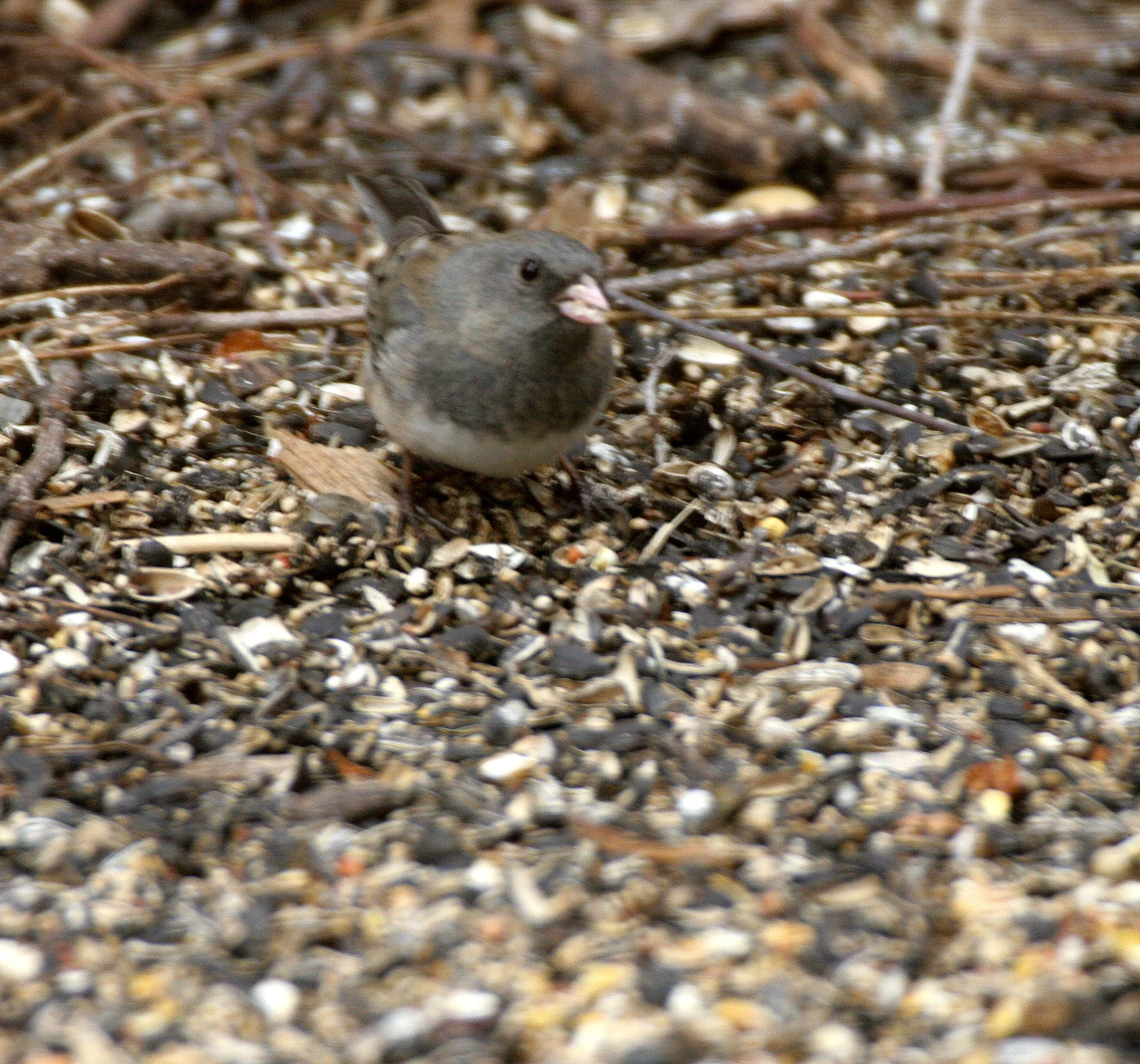 Dark-eyed Junco (Junco hyemalis) Sycamore Illinois