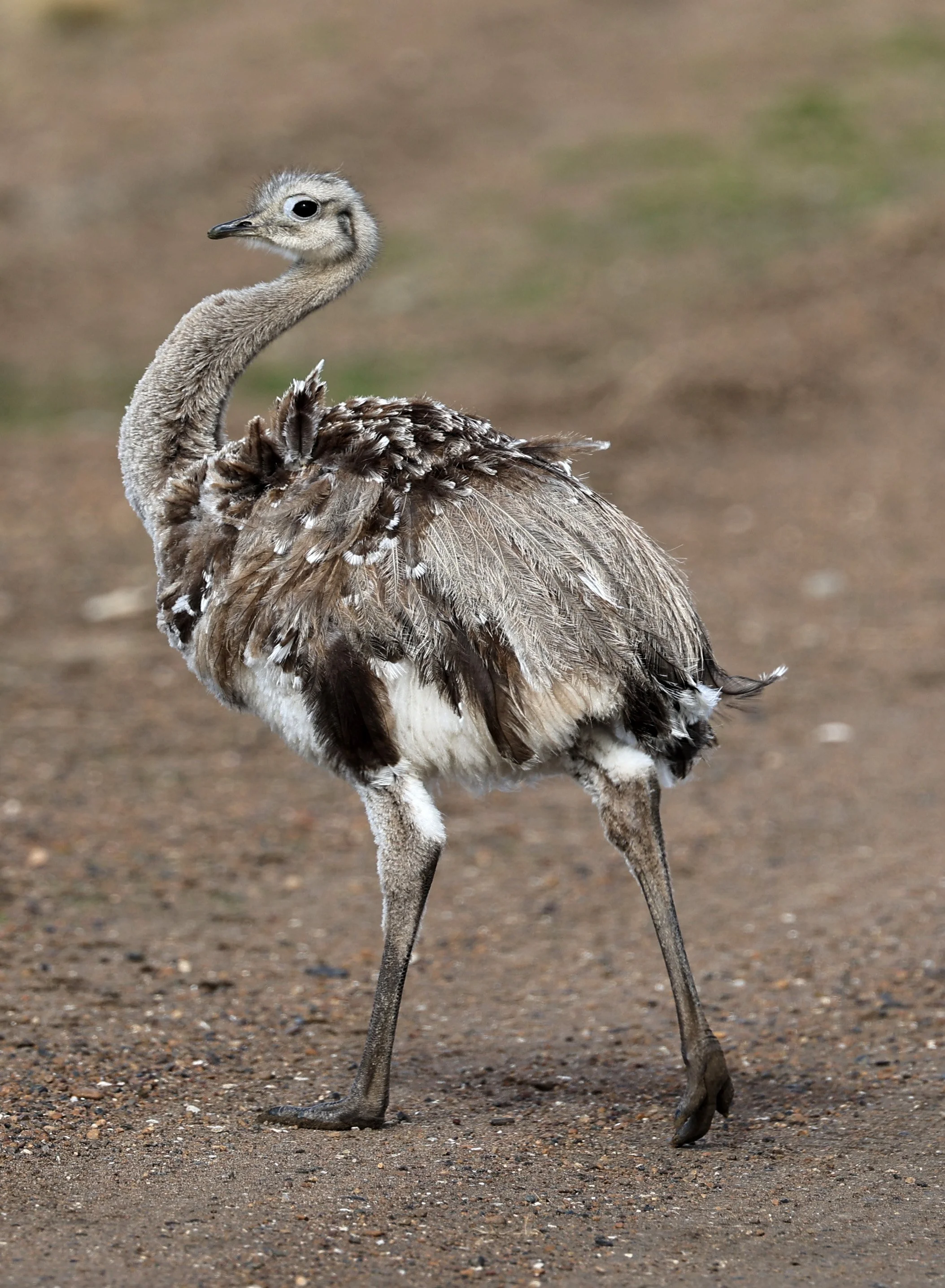 Lesser or Darwin's  Rhea (Rhea pennata) Valdes Peninsula, Chubut Province, Argentina Day 2 (2).jpg