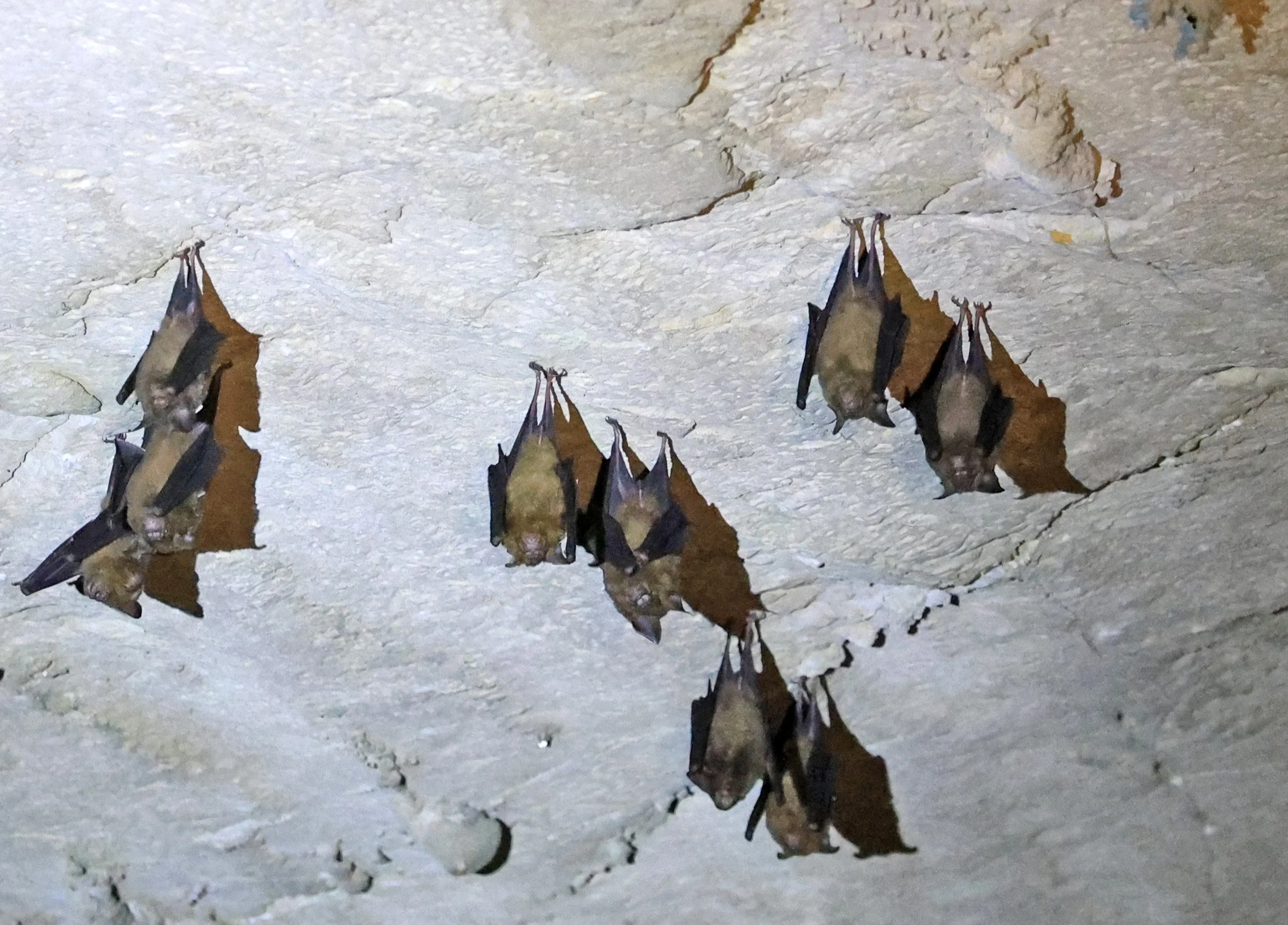 Laotian roundleaf bat (Hipposideros rotalis) Kong Lor Cave (Tham Kong Lo), Khammouane Province