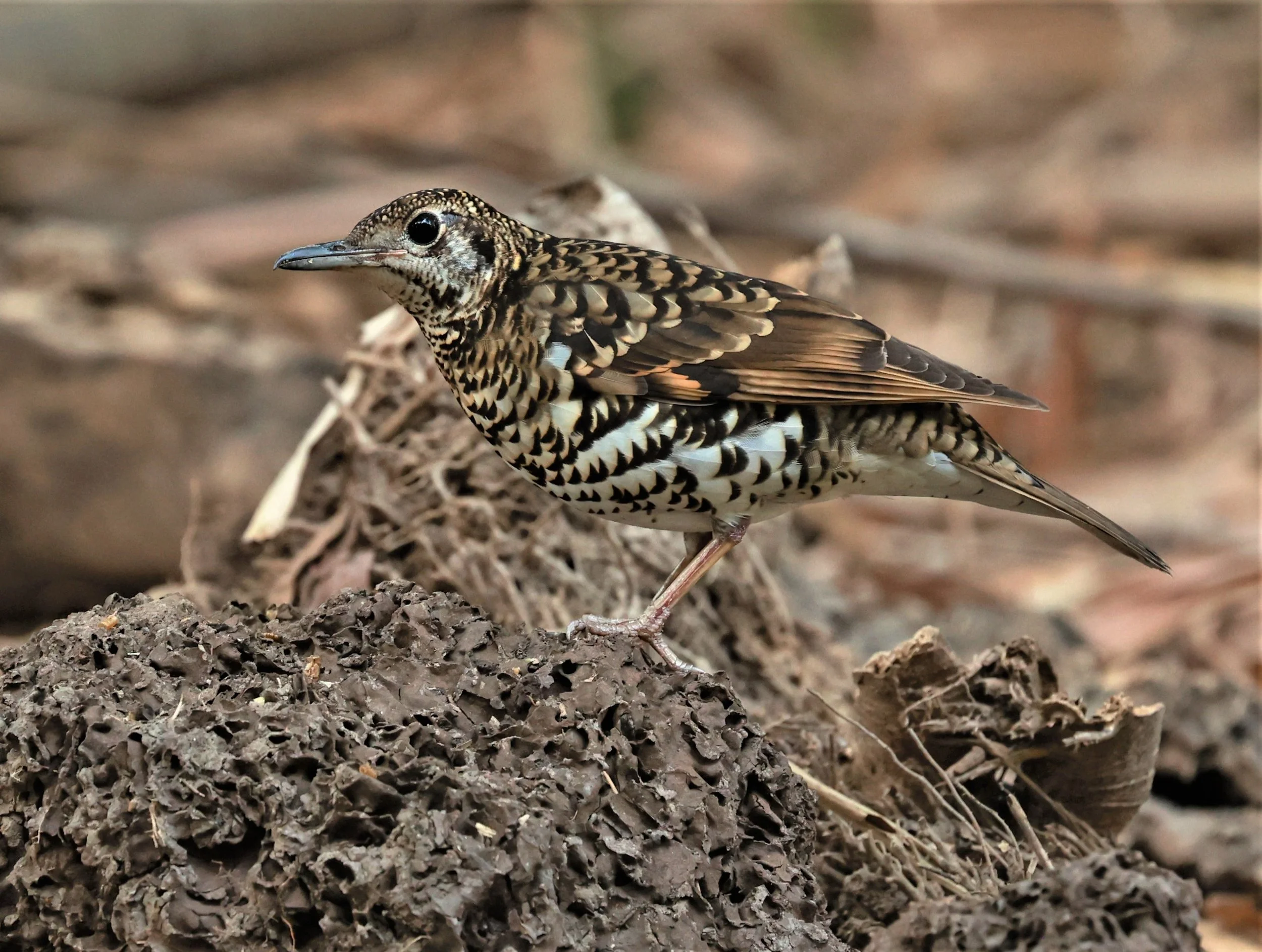 White's Thrush (Zoothera aurea) Putthamonthon Park Nakhon Pathom Thailand (127).jpg