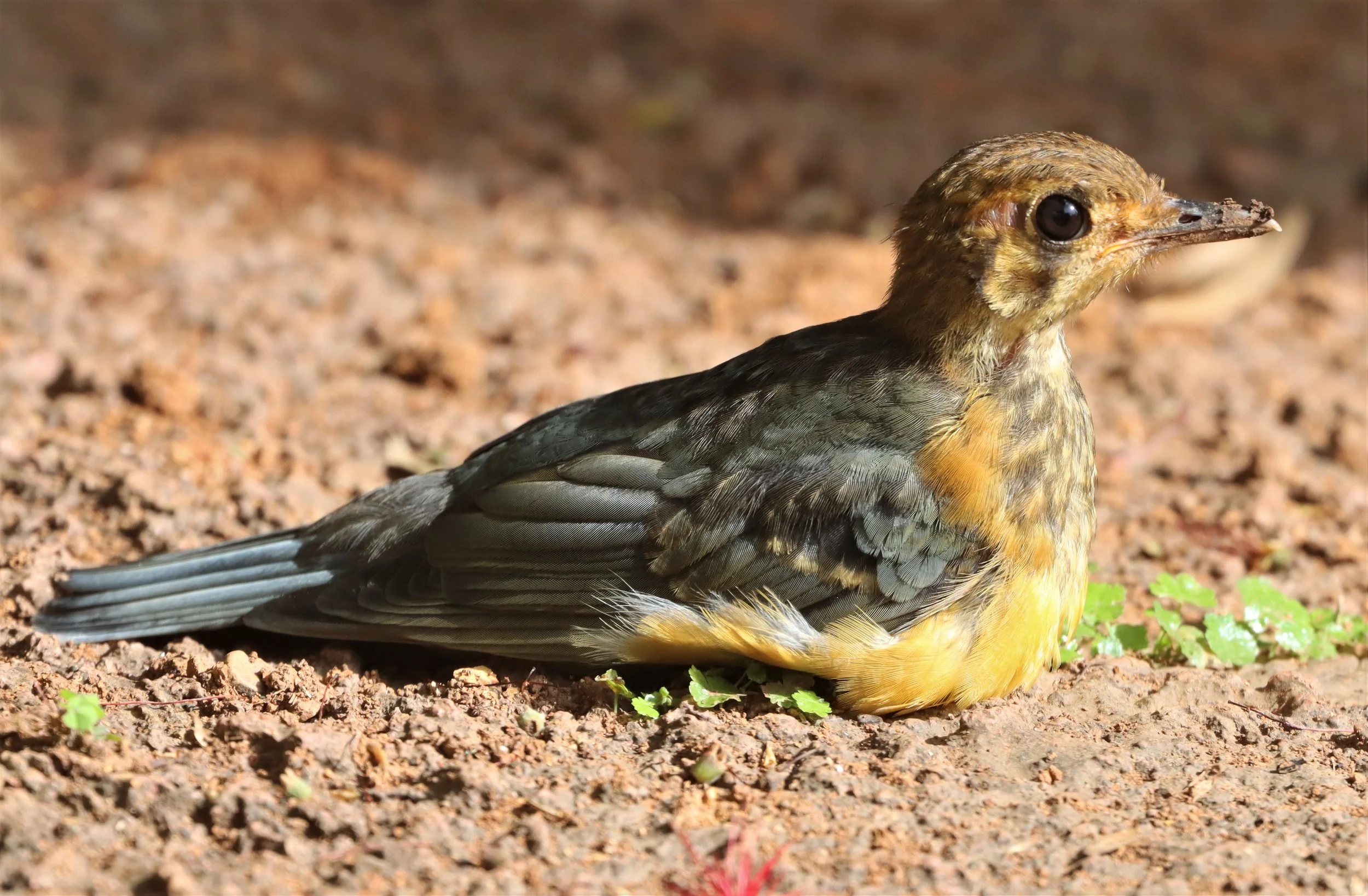 Orange-headed Thrush (Zoothera citrina) Doi Ang Kang Chiang Mai (20).jpg