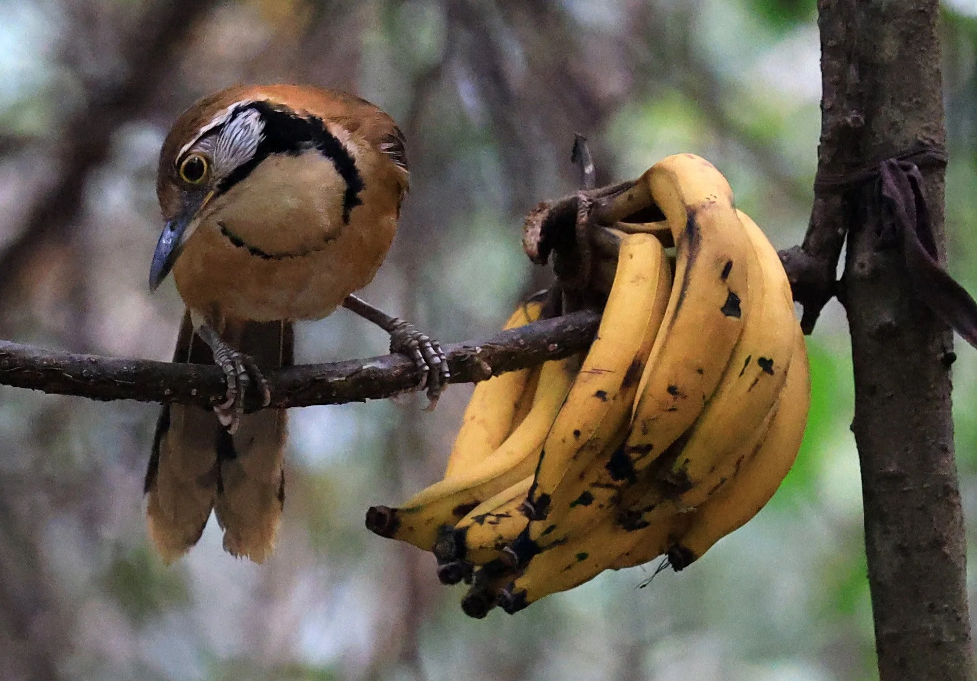 Greater Necklaced Laughingthrush (Pterorhinus pectoralis) Kaeng Krachan National Park ESS Expedition 2026 (3).jpg