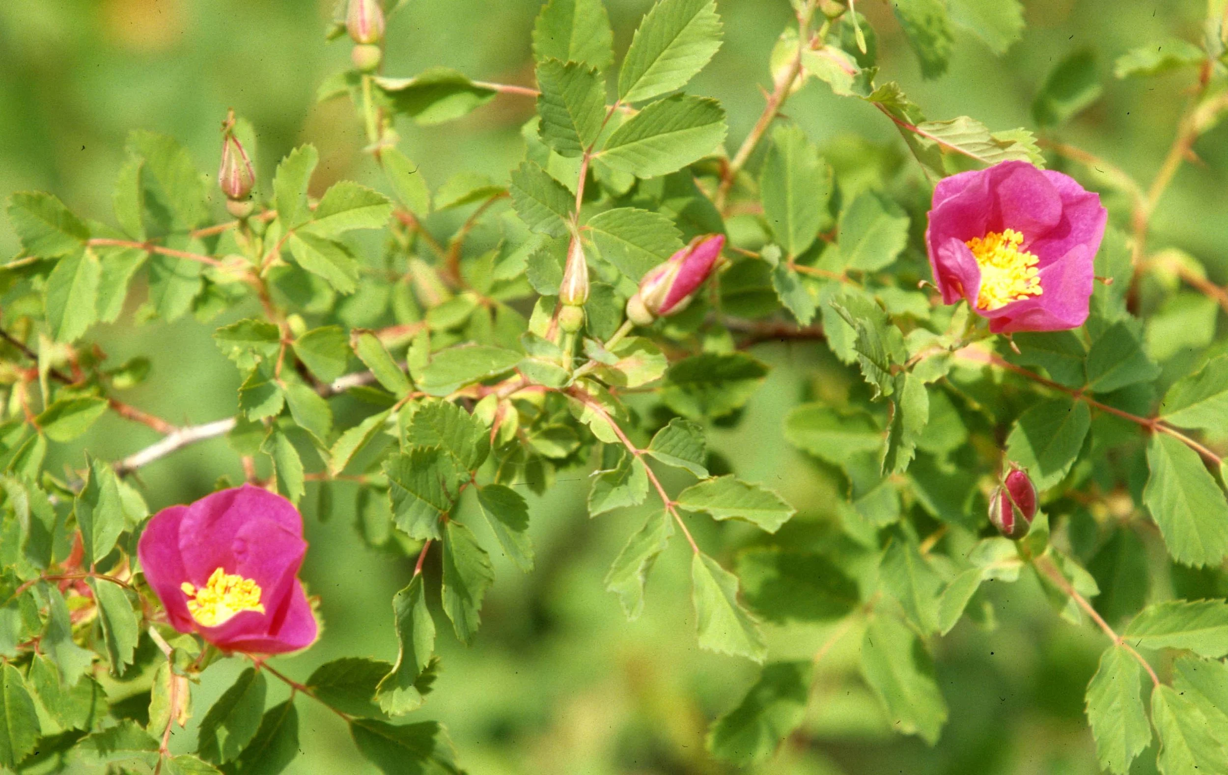 GREAT PLAINS - ROSA SPECIES.jpg