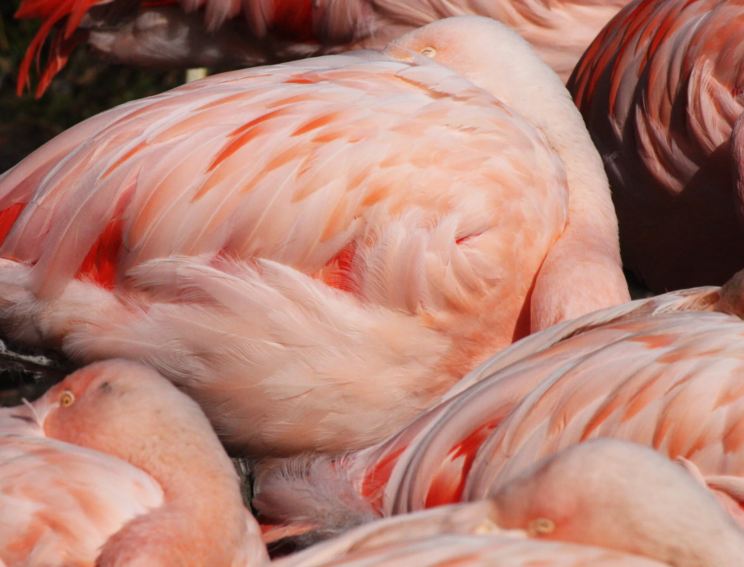 Phoenicopterus ruber - American Flamingo - Woodland Park Washington (6).JPG