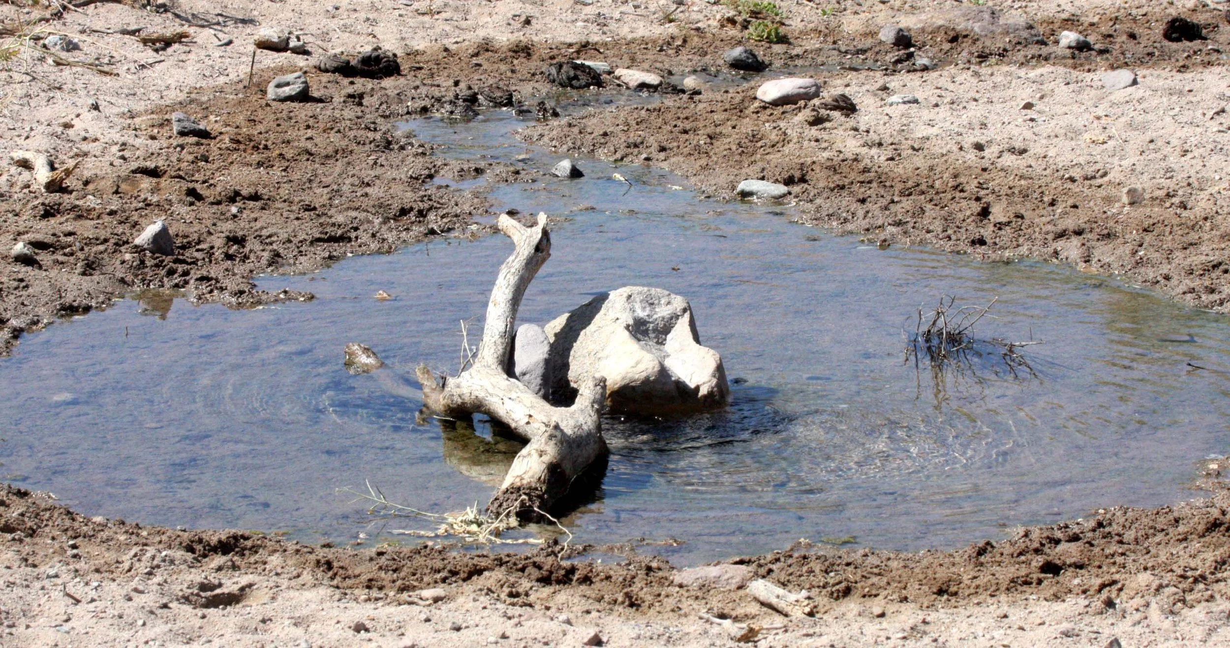 BAHIA DE LOS ANGELES DESERT BAJA MEXICO - SPRING.JPG