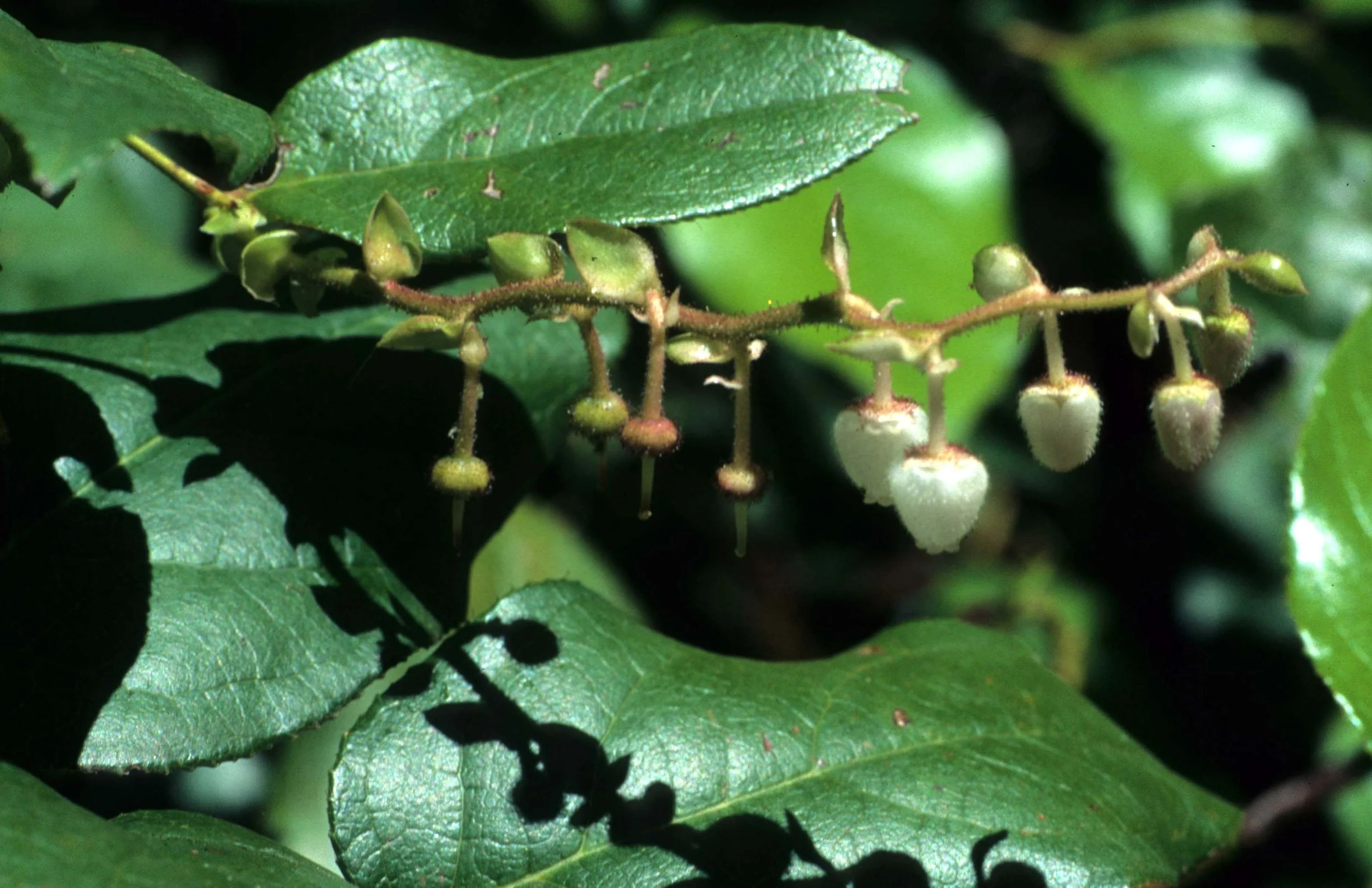 CALIFORNIA - REDWOODS NP - ERICACEAE - SALAL.jpg