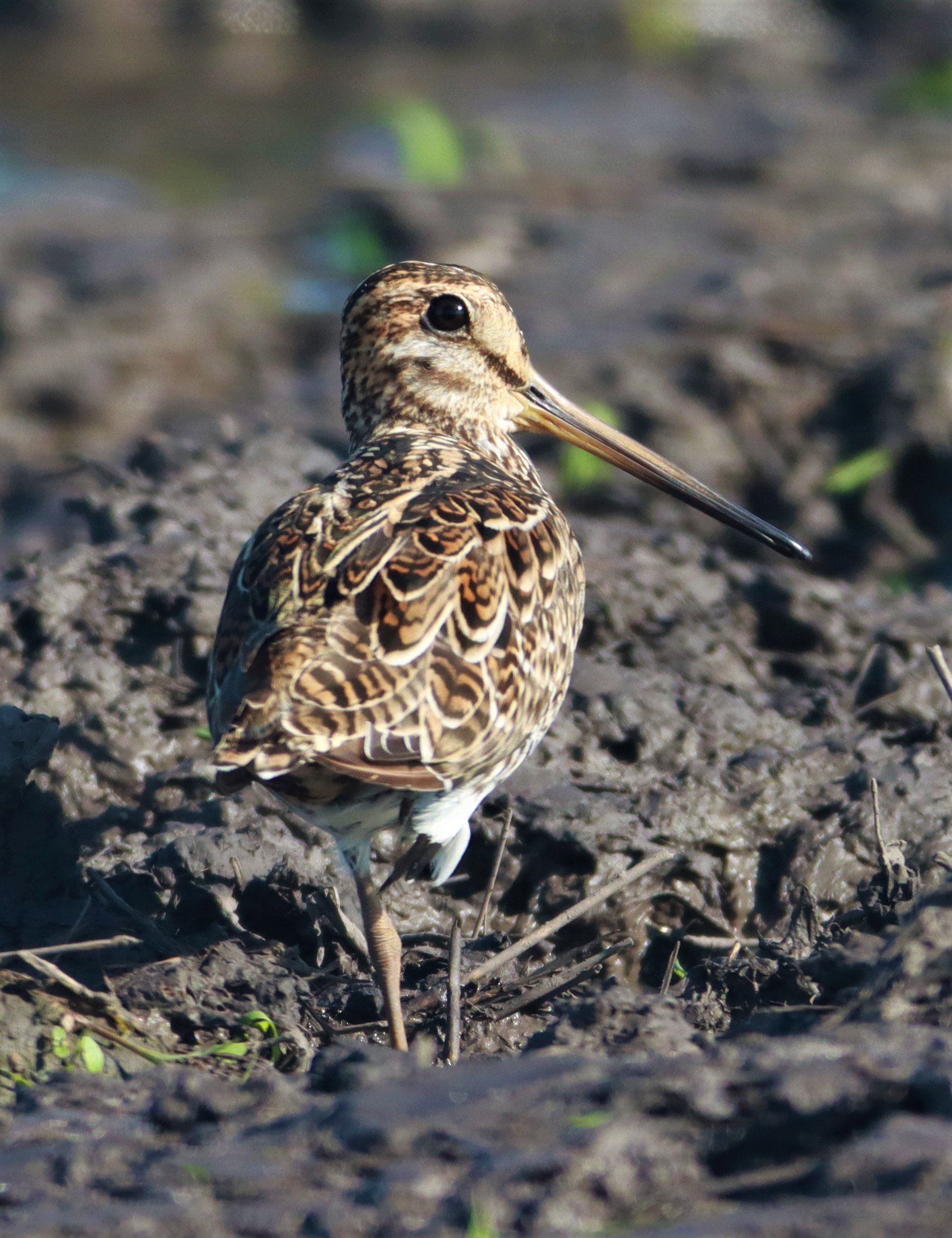 SNIPE - PINTAIL SNIPE - Gallinago stenura - PATHUM THANI RICE RESEARCH CENTER AUGUST 24 2021 (31).jpg