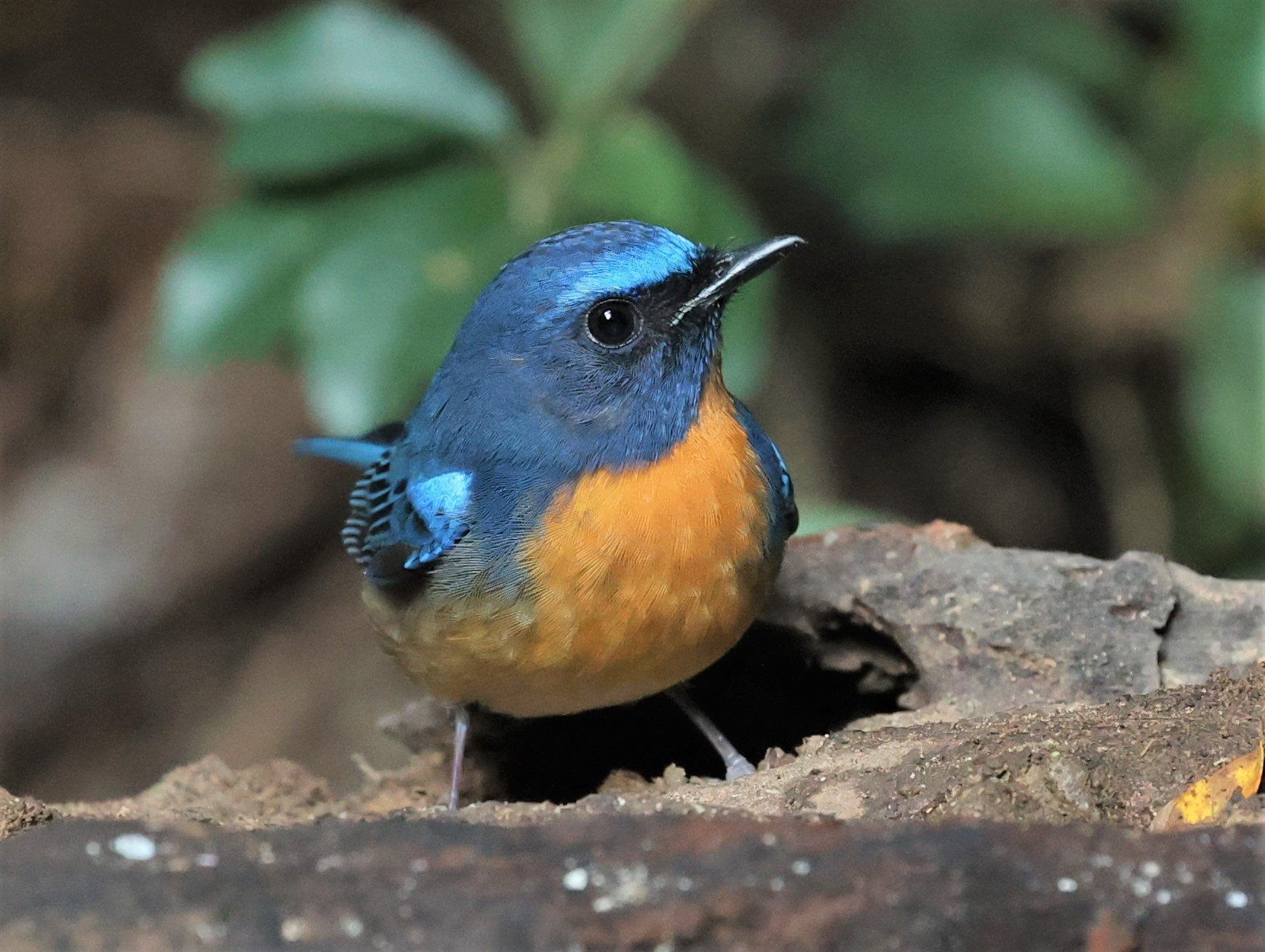 Chinese Blue Flycatcher (Cyornis glaucicomans)