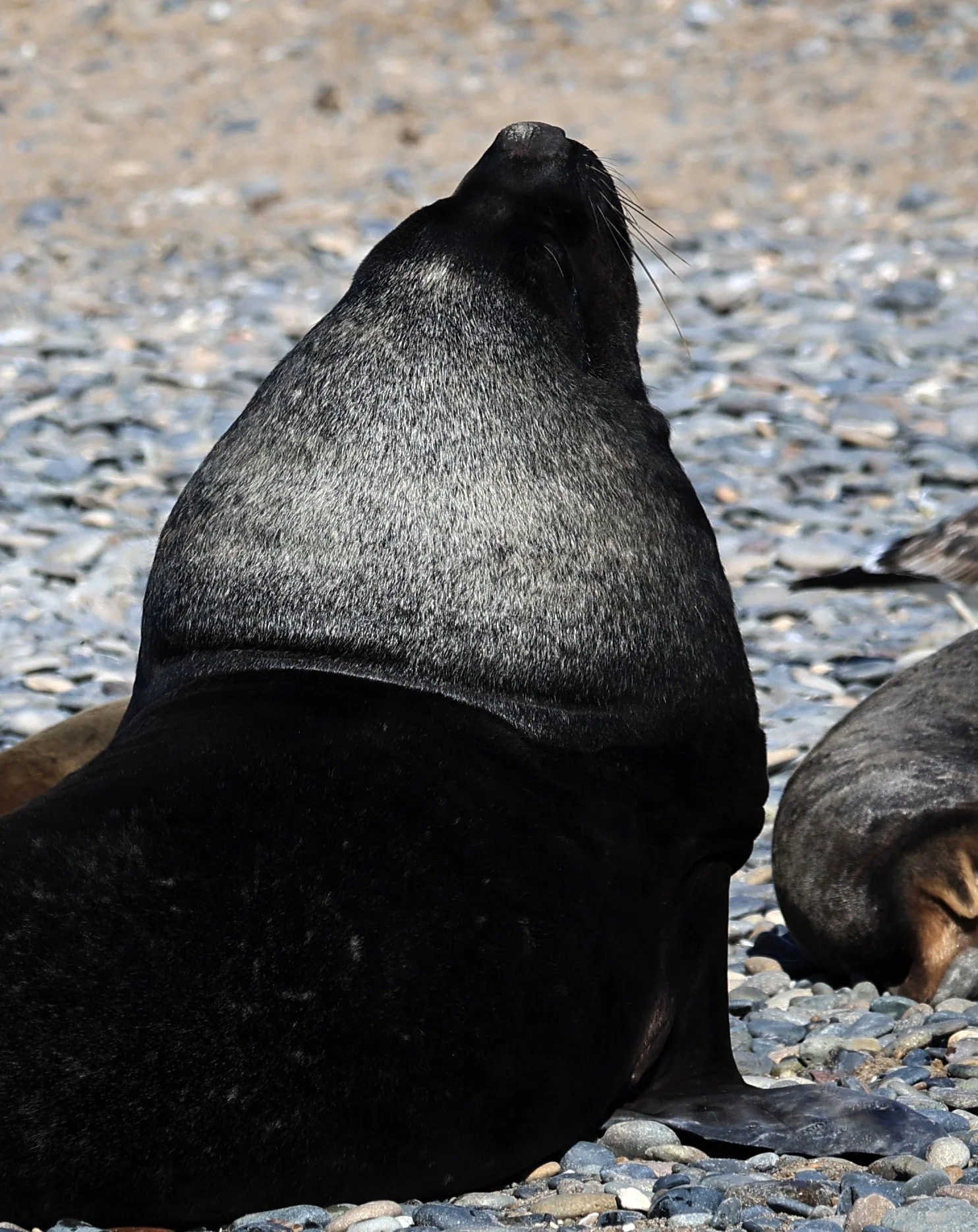 South American Sea Lion (Otaria flavescens) Puerto Rawson Argentina (43).jpg