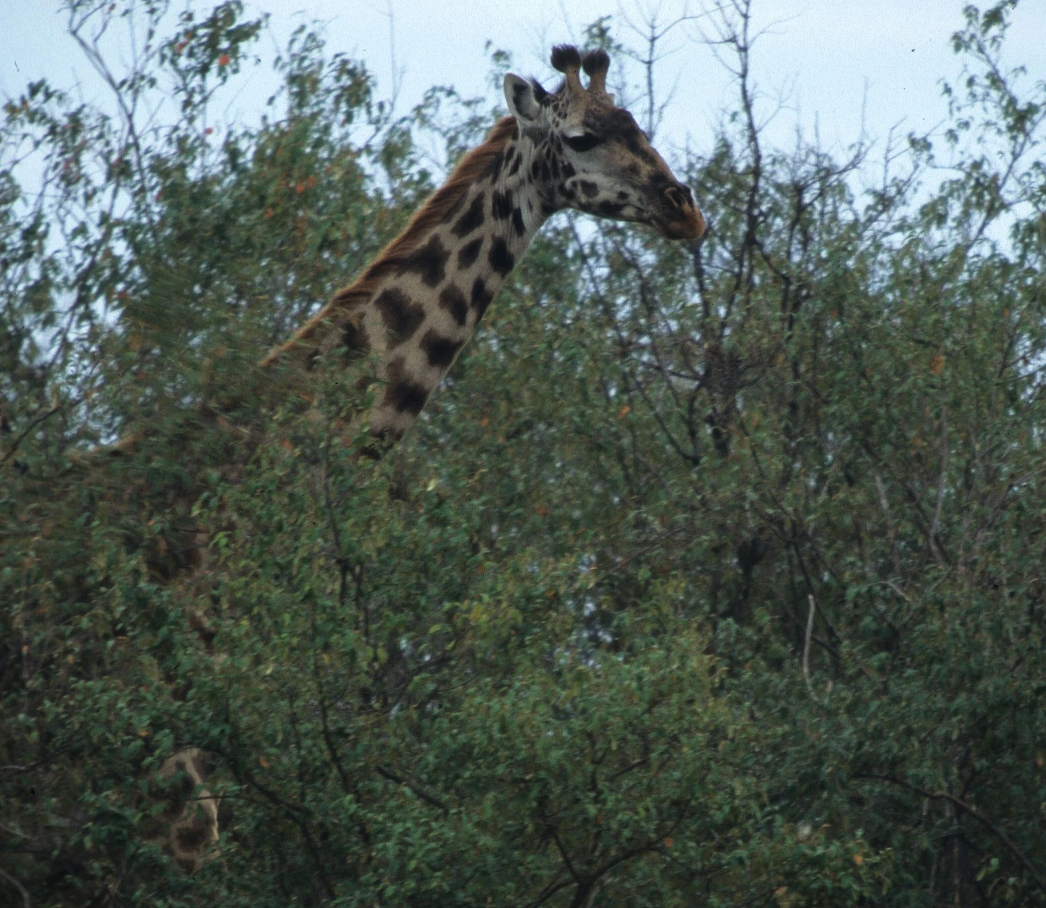 GIRAFFE-RETICULATED - SHABA 5.jpg