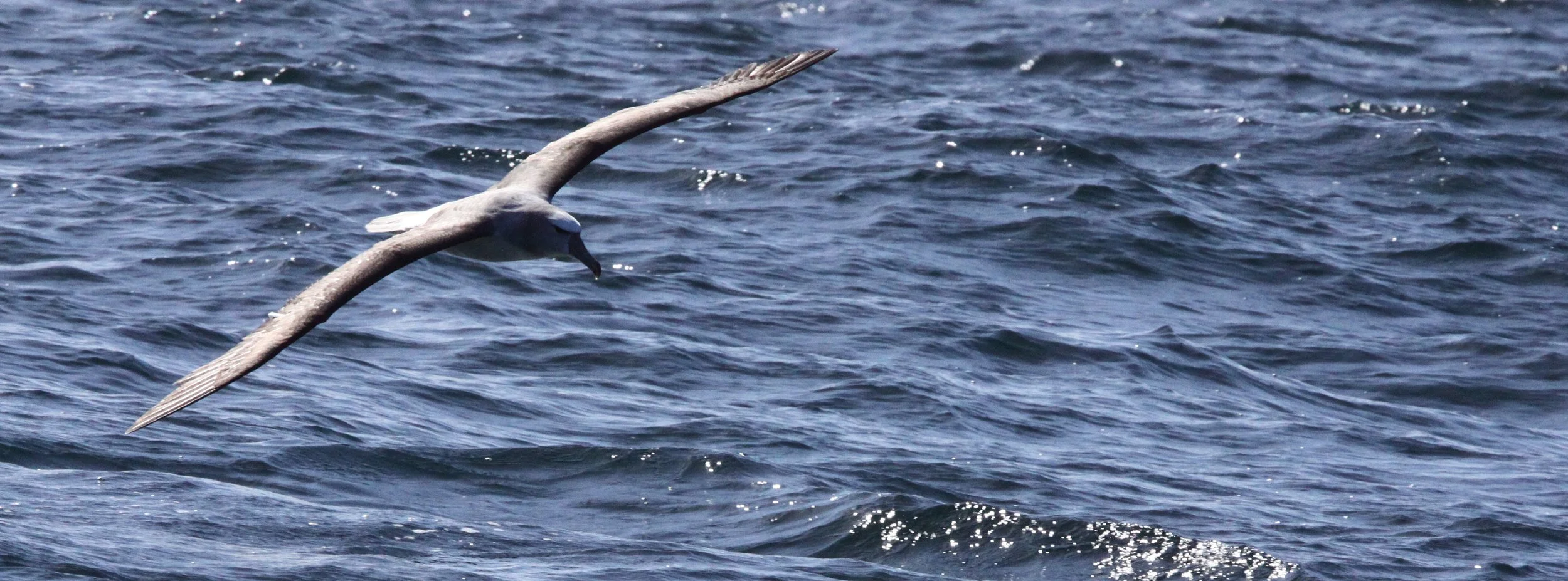 BIRD - ALBATROSS - SHY ALBATROSS - PLETTENBERG BAY SOUTH AFRICA (3).JPG