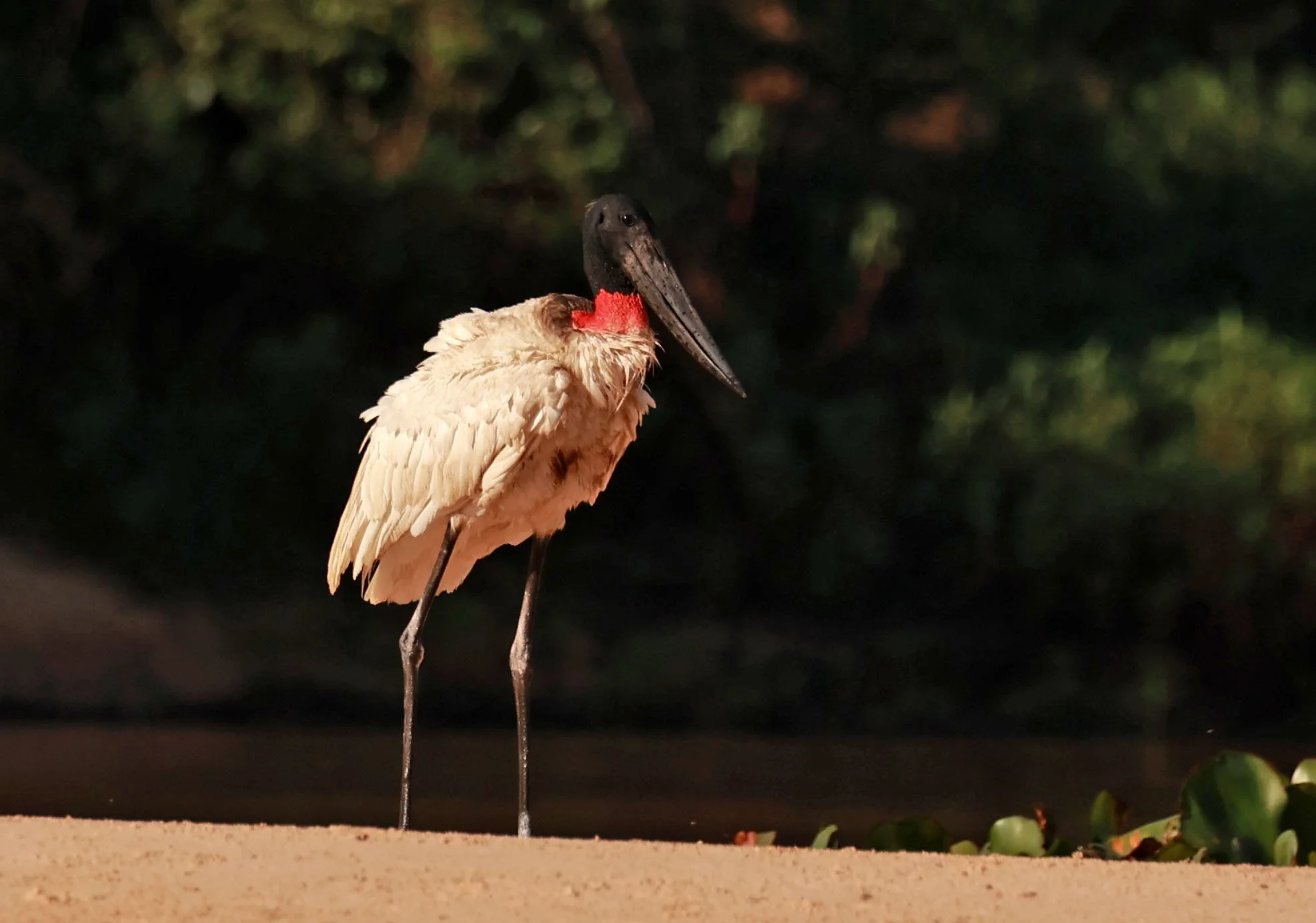Stork - Jabiru mycteria - Pantanal, Encontro das Águas State Park, Porto Jofre, Cuiaba River, Brazil (24).jpg
