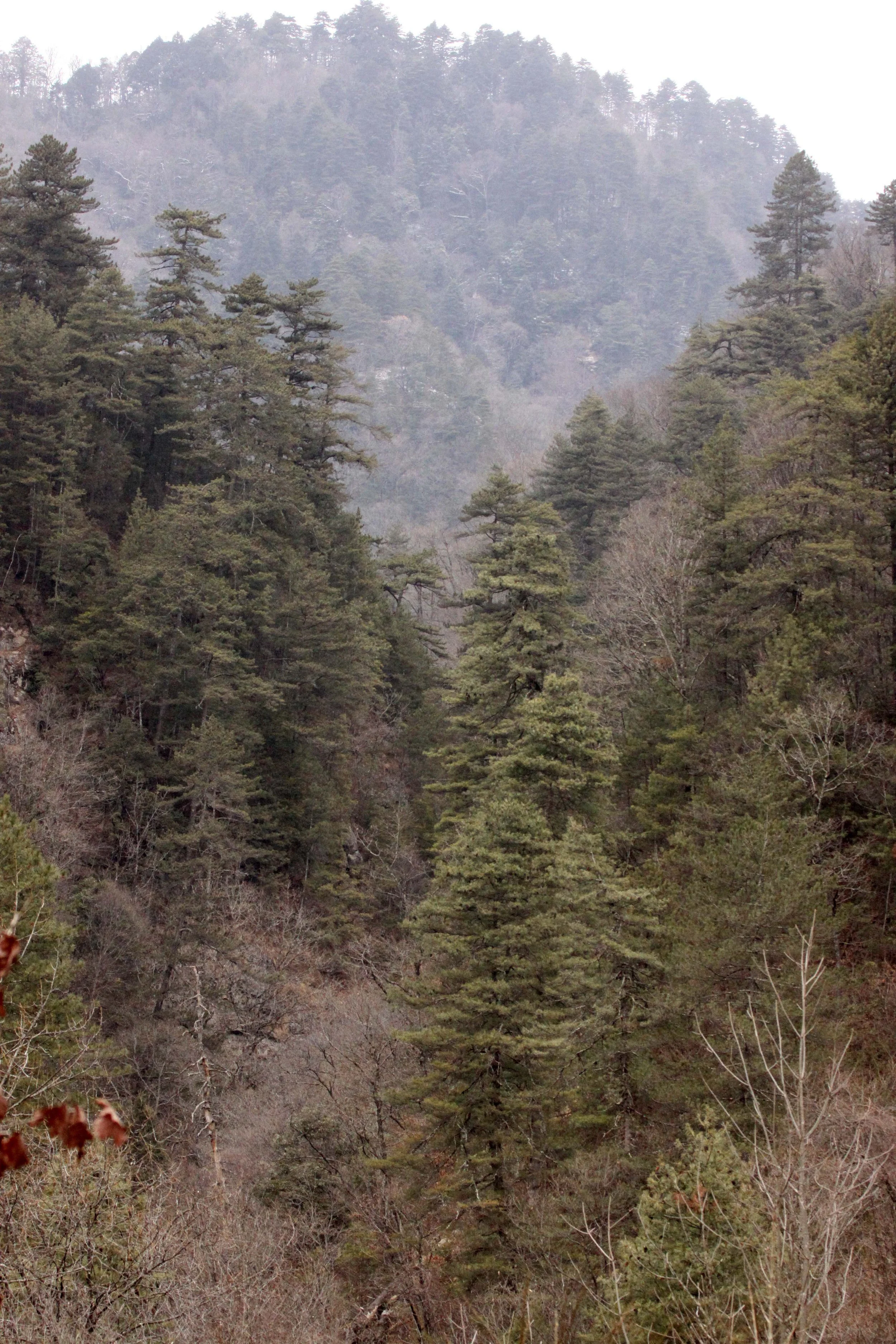 FOPING NATURE RESERVE - SHAANXI PROVINCE CHINA (100).JPG