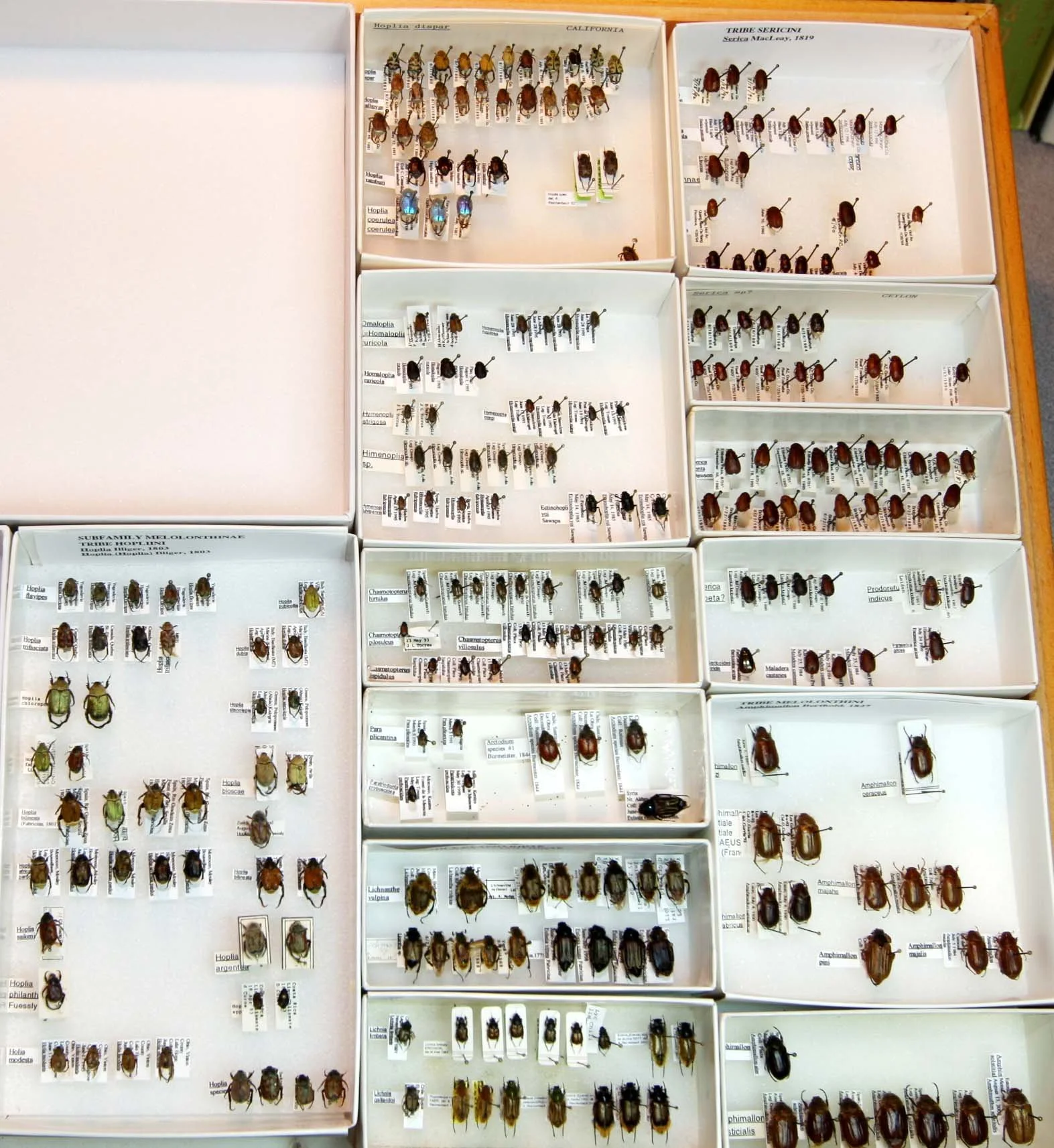 4 Melolonthinae - Sericini.JPG