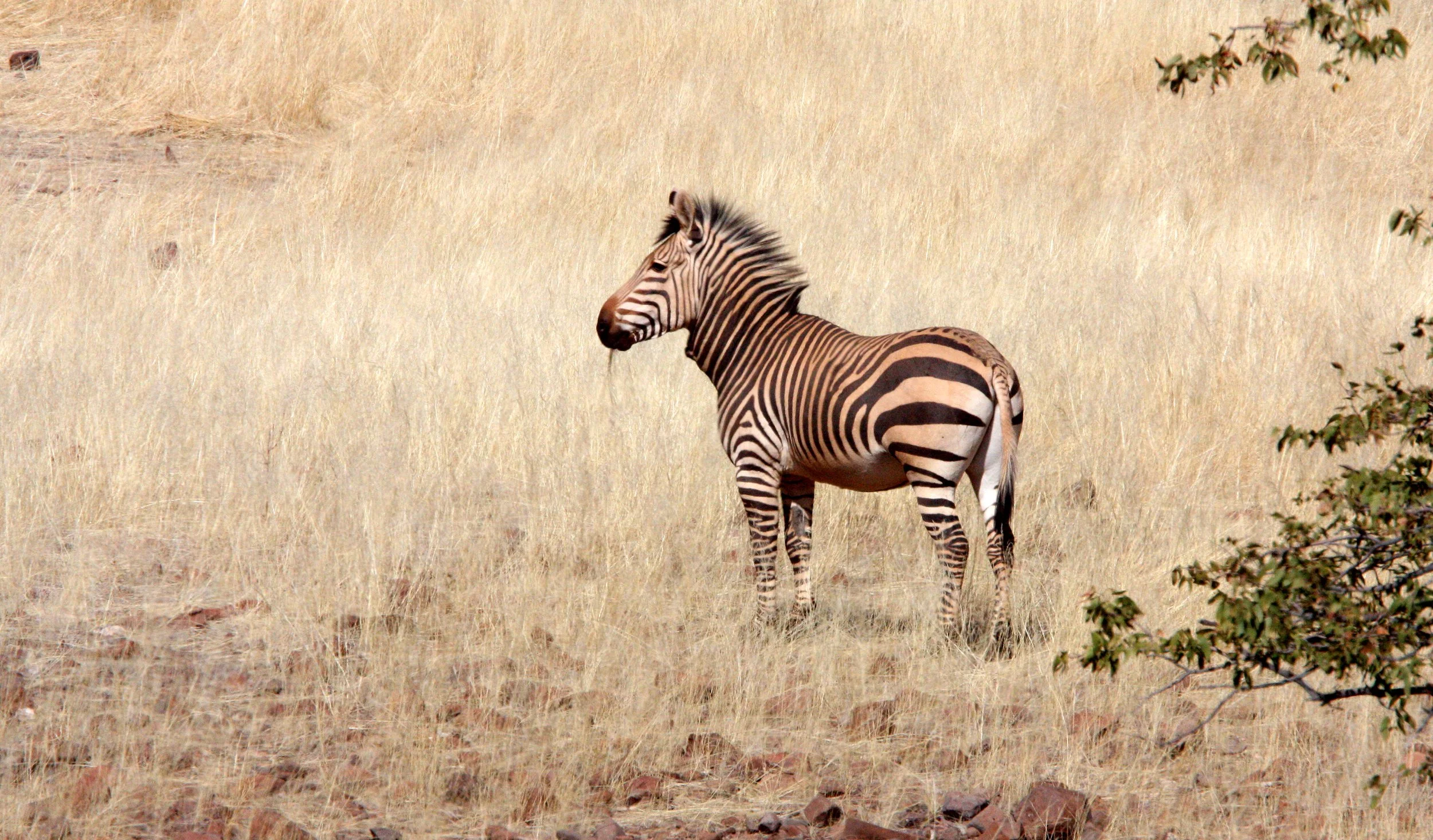 Equus zebra hartmannae - HARTMANN'S MOUNTAIN ZEBRA - DAMARALAND, NAMIBIA (37).JPG