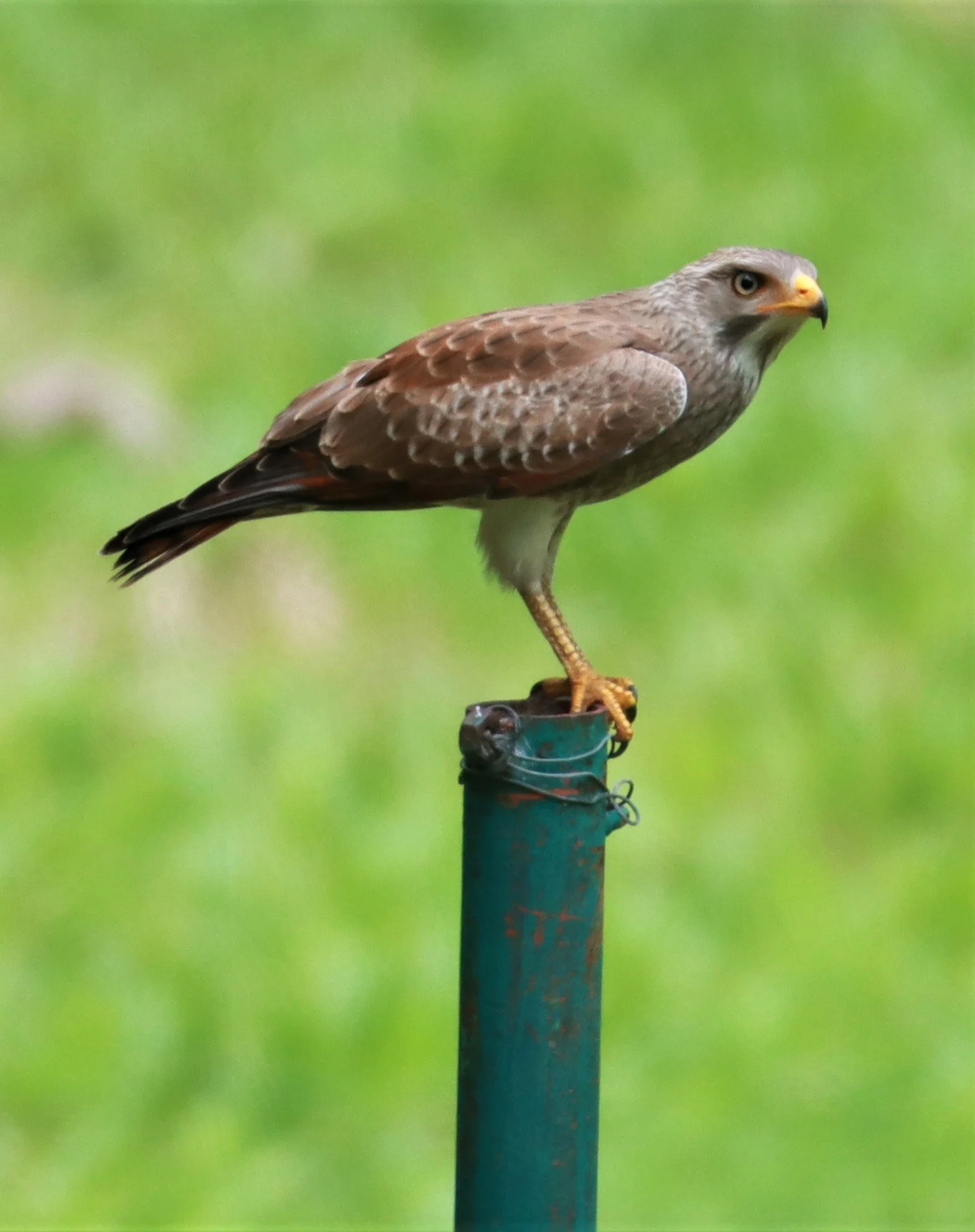 BUZZARD - RUFOUS-WINGED BUZZARD - Butastur liventer - CHONG YEN CAMPSITE MAE WONG NATIONAL PARK (31).jpg