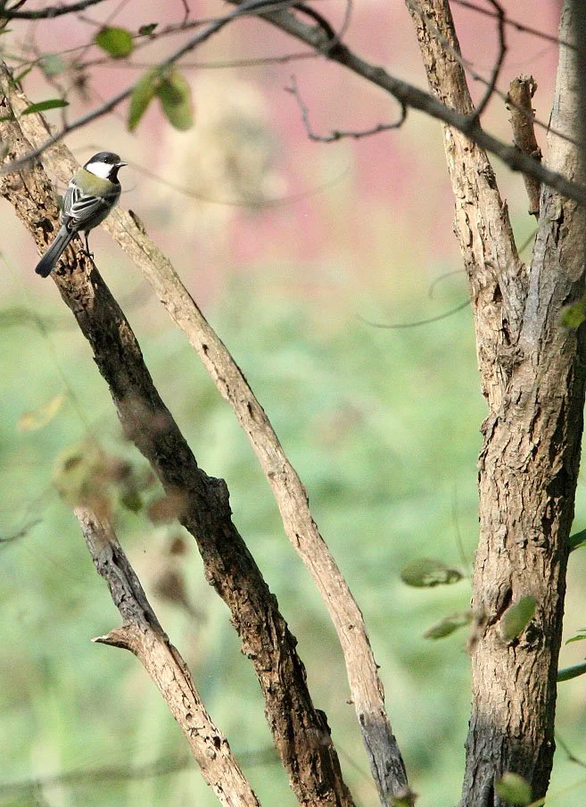 Japanese Tit (Parus minor) Nankou Rudong, China (10).JPG