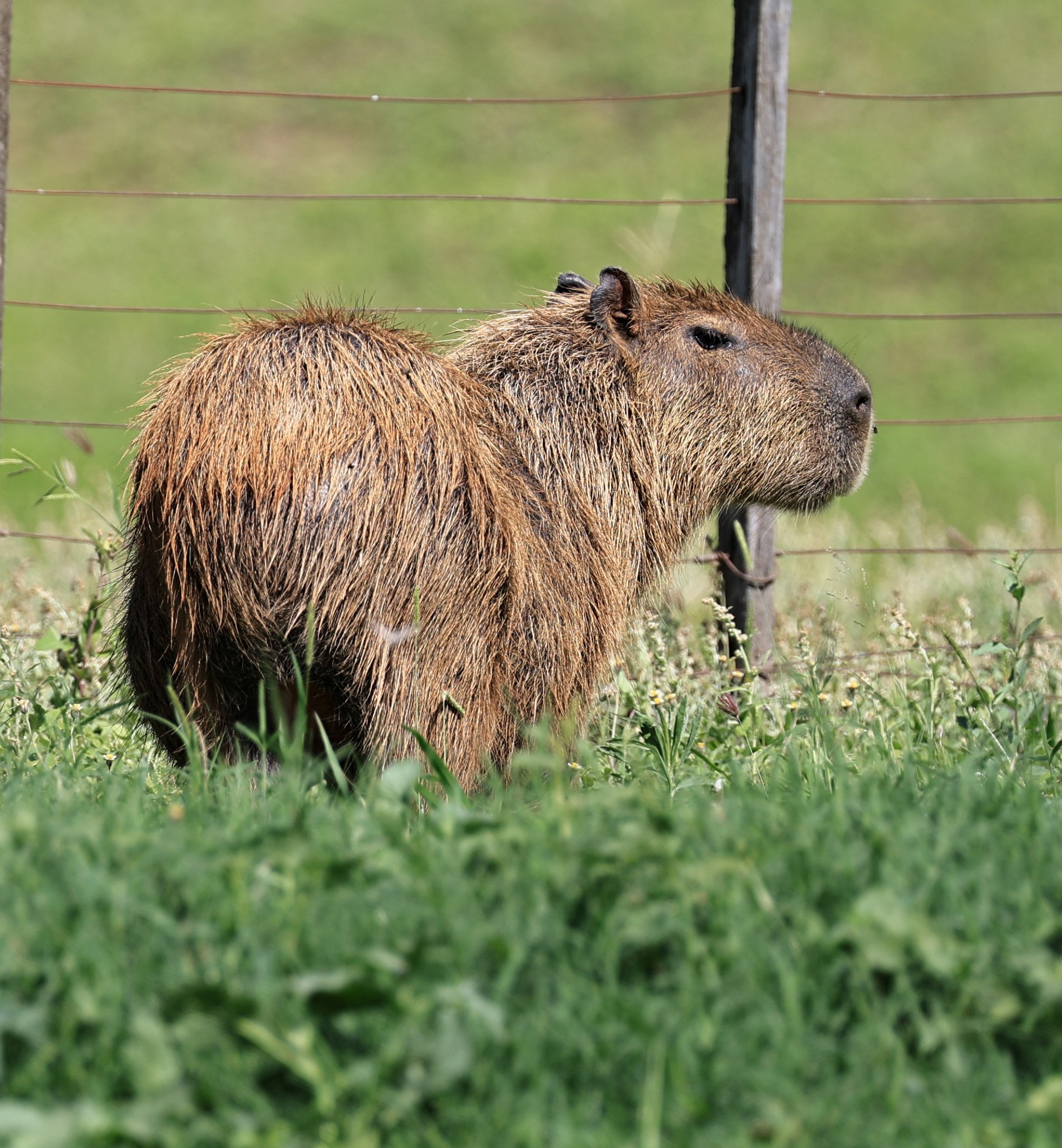 Capybara (Hydrochoerus hydrochaeris) Loma Plata Paraguay - Brunnen Strasse (34).jpg