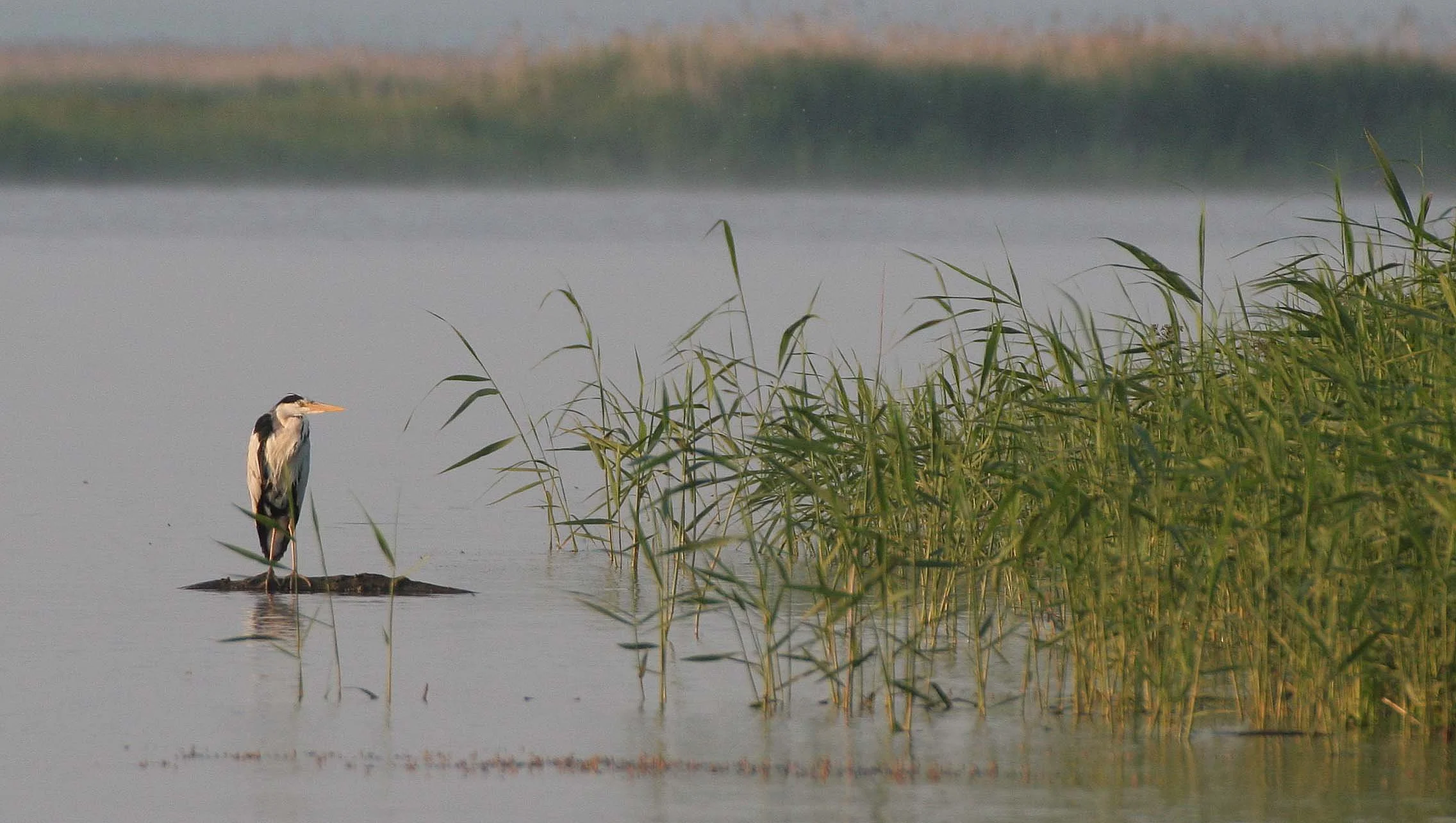 HERON - GREY HERON -  Ardea cinerea - SELENGA DELTA LAKE BAIKAL RUSSIA (27).jpg