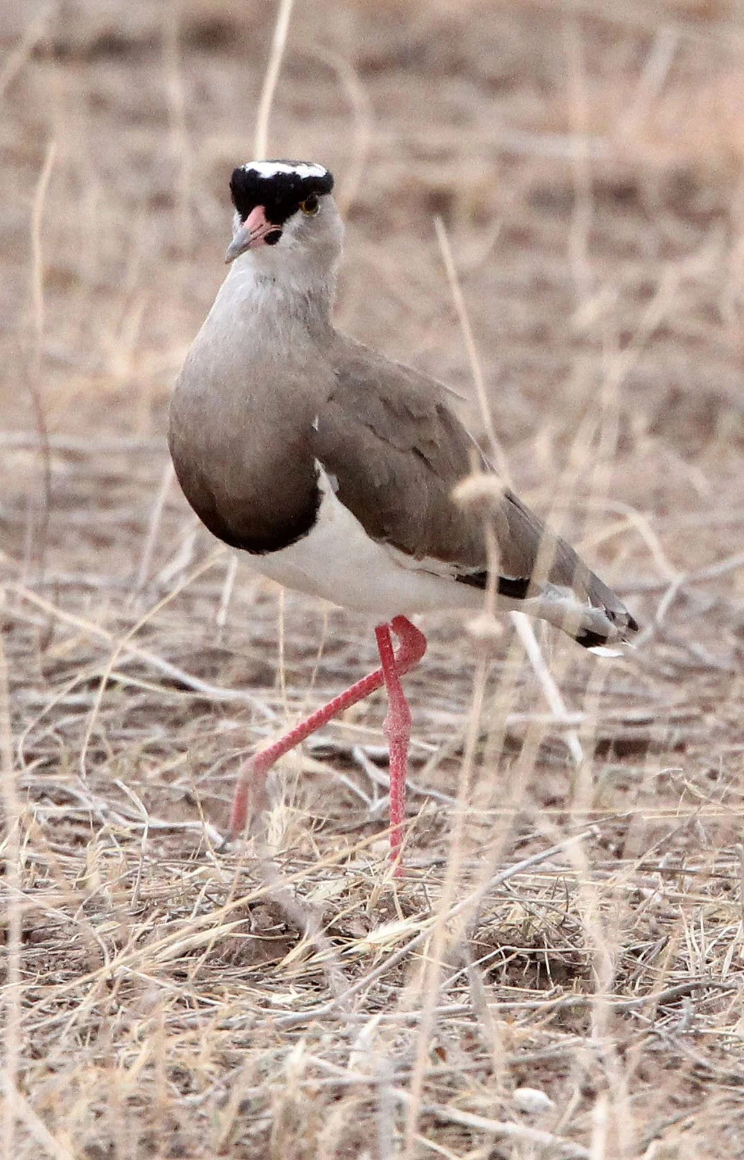 LAPWING - CROWNED LAPWING - Vanellus coronatus - SAMBURU NATIONAL PARK KENYA (9).JPG