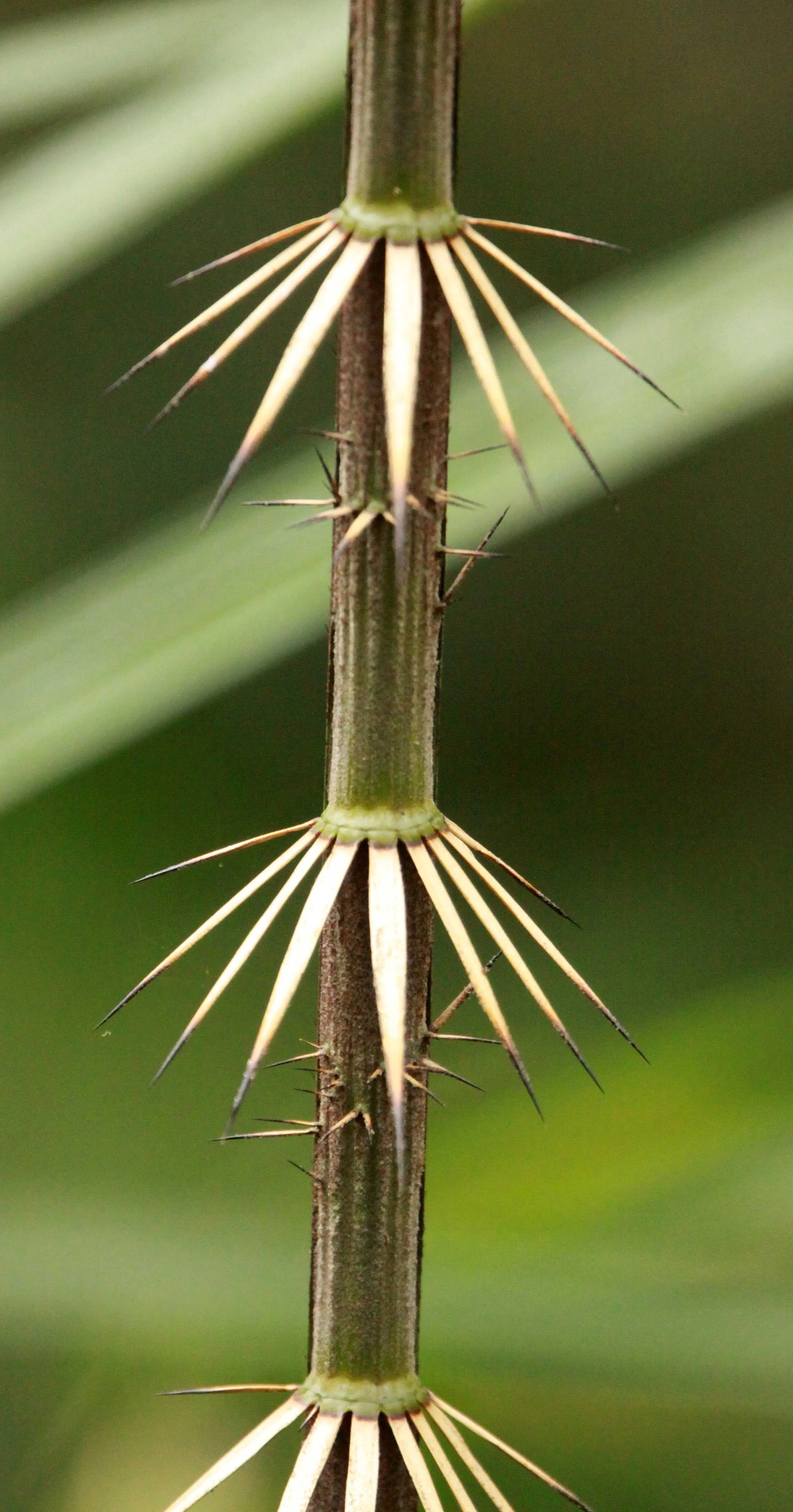 CAT TIEN NATIONAL PARK VIET NAM (142).JPG