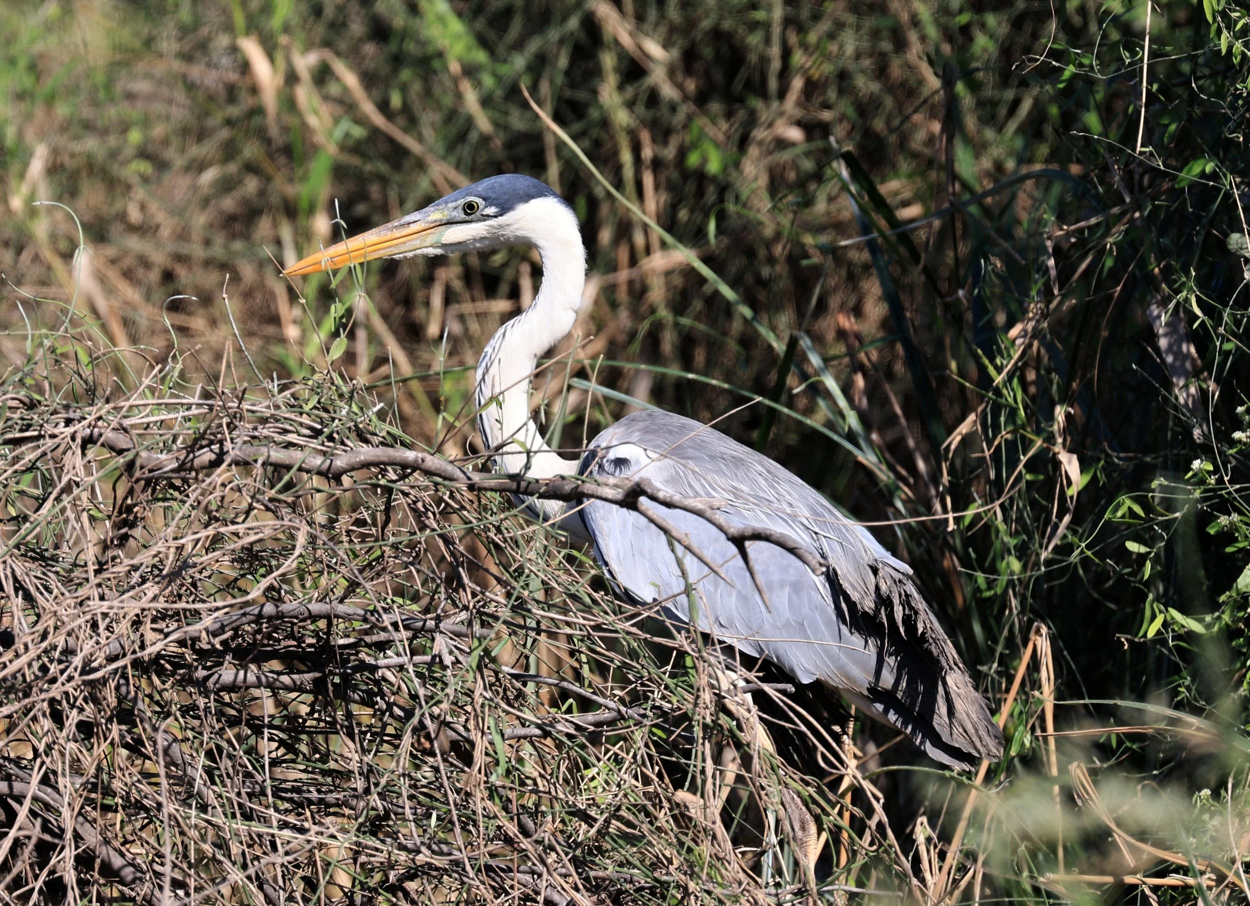 Cocoi Heron (Ardea cocoi) Agua Dulce Paraguay (8).jpg