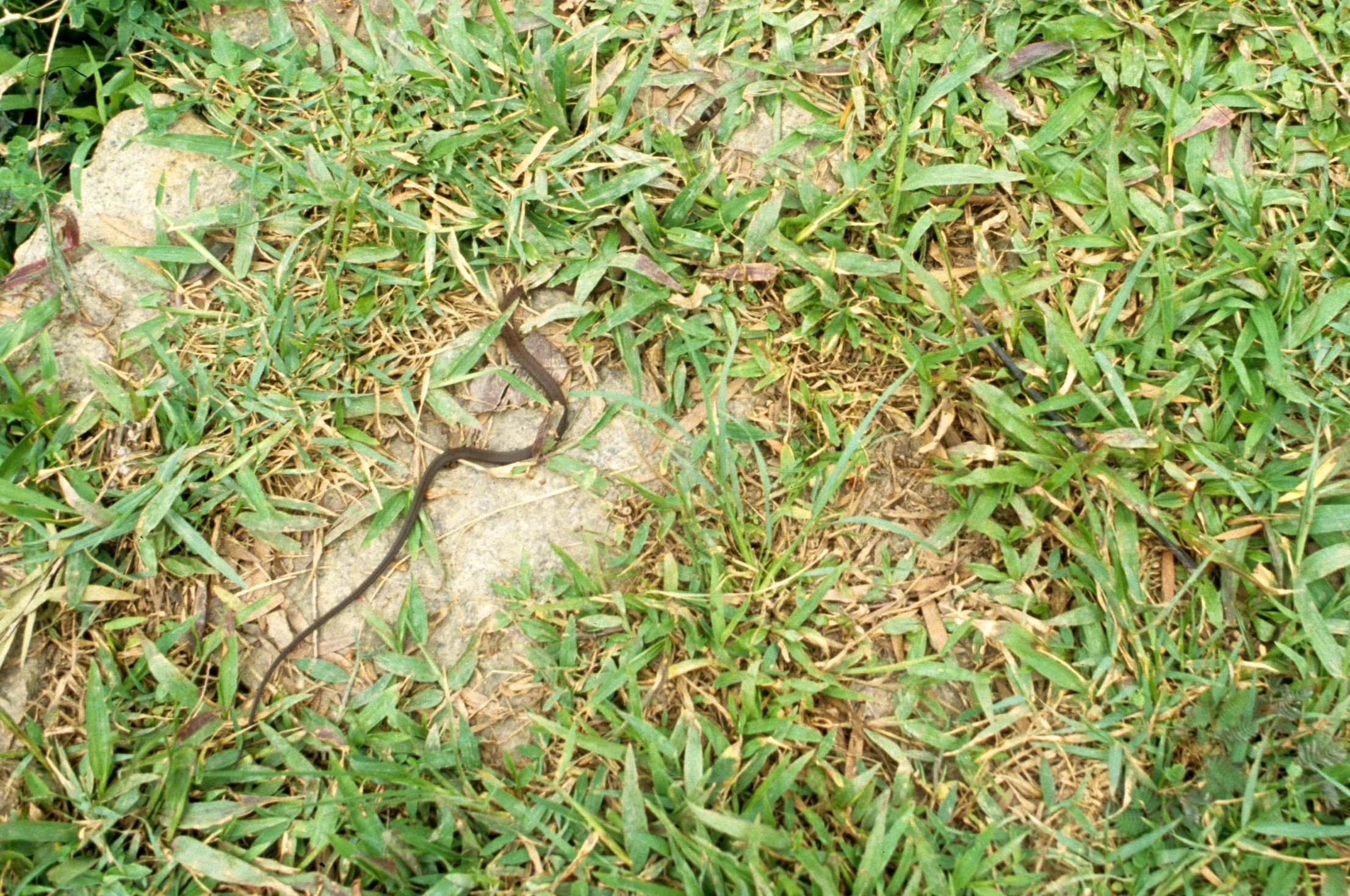 REPTILE - SNAKE - POISONOUS - NAM CAT TIEN.jpg