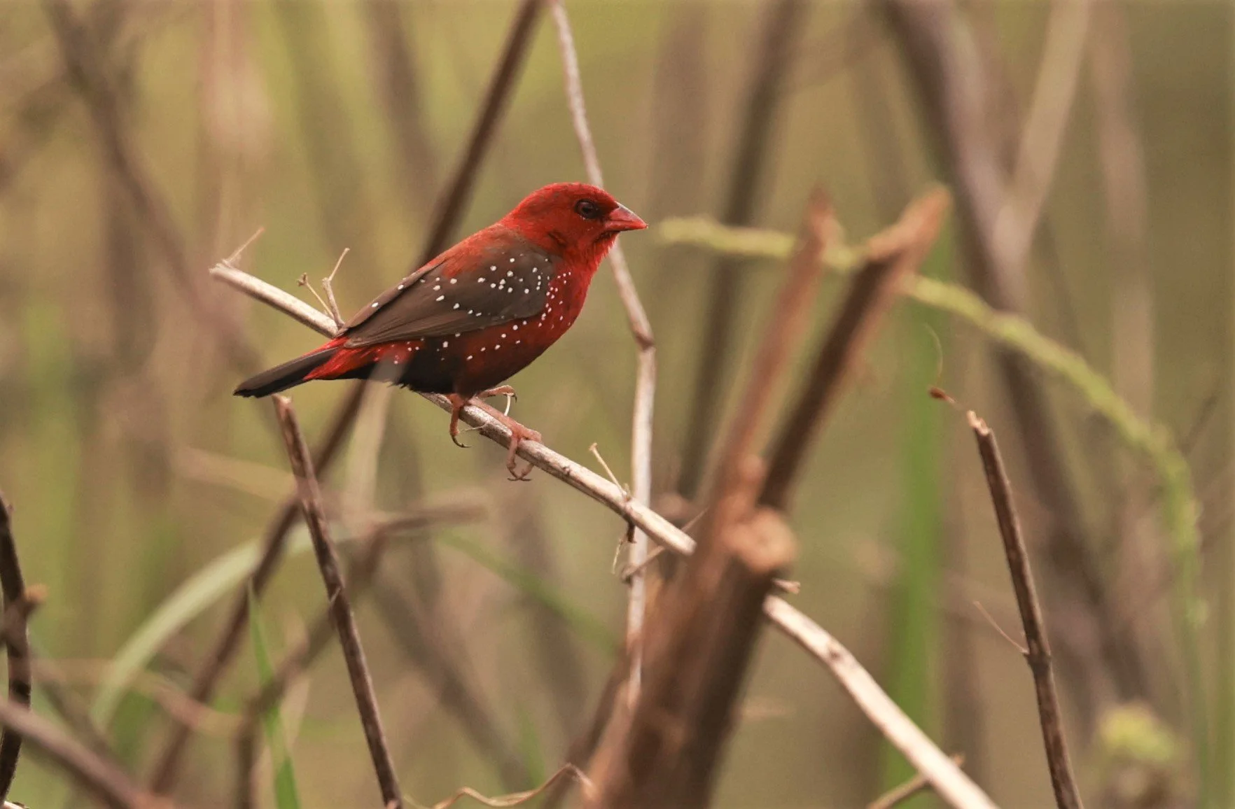 RED AVADAVAT - Amandava amandava - PATHUM THANI RICE RESEARCH CENTER 07 JAN 2023 (21).jpg