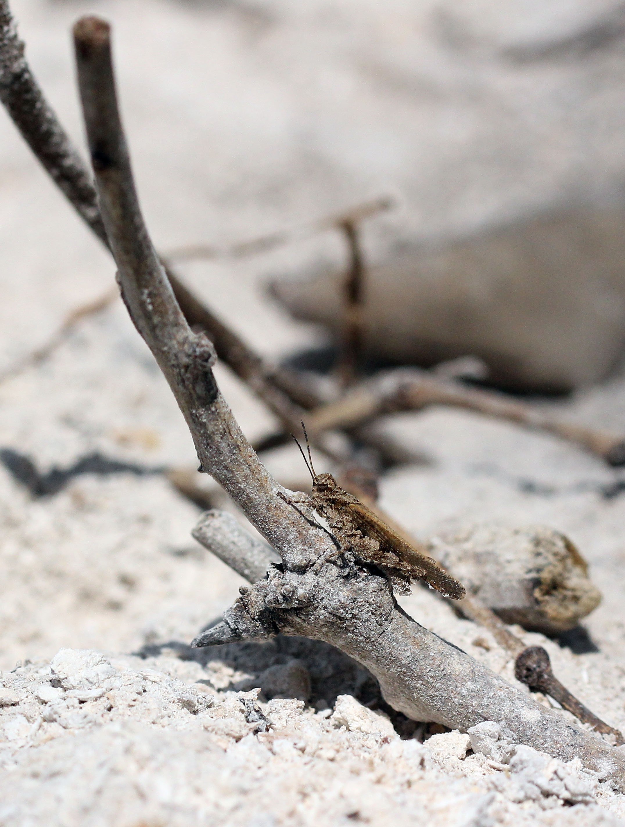 Acrididae - Species 2 - Koh Lanta, Thailand