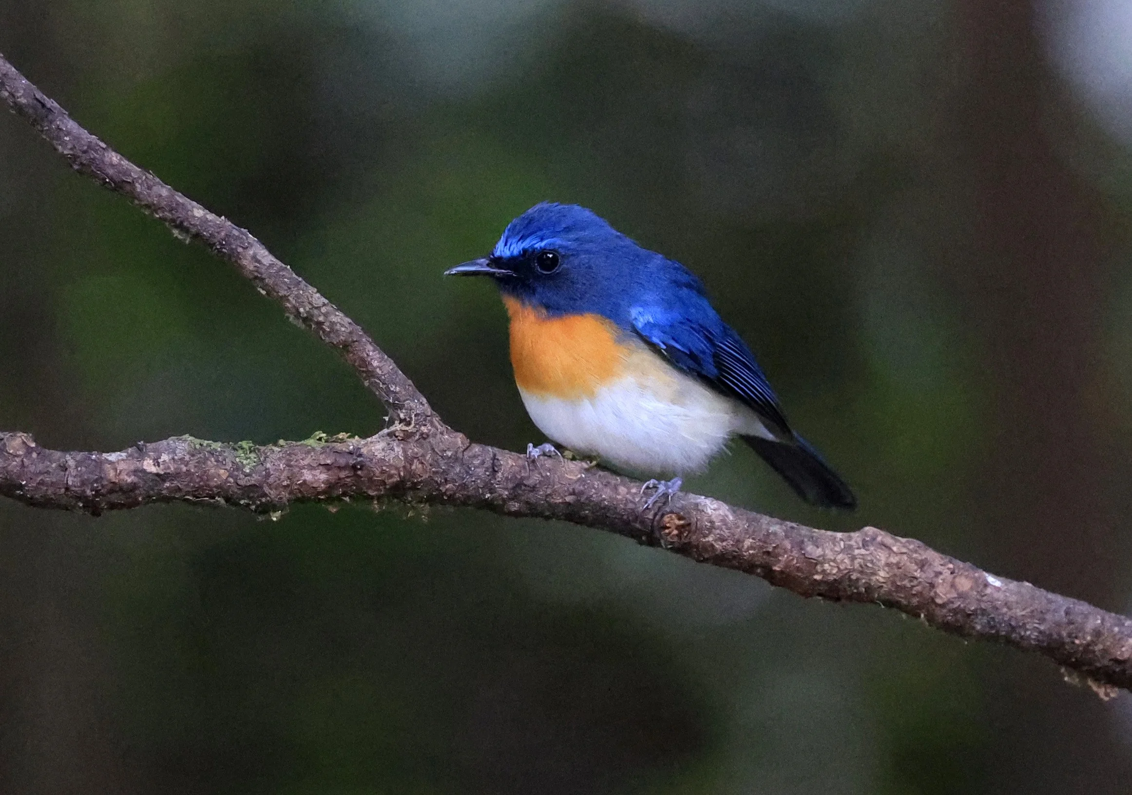 Indochinese Blue Flycatcher (Cyornis sumatrensis) Kaeng Krachan National Park ESS Expedition 2026 (3).jpg