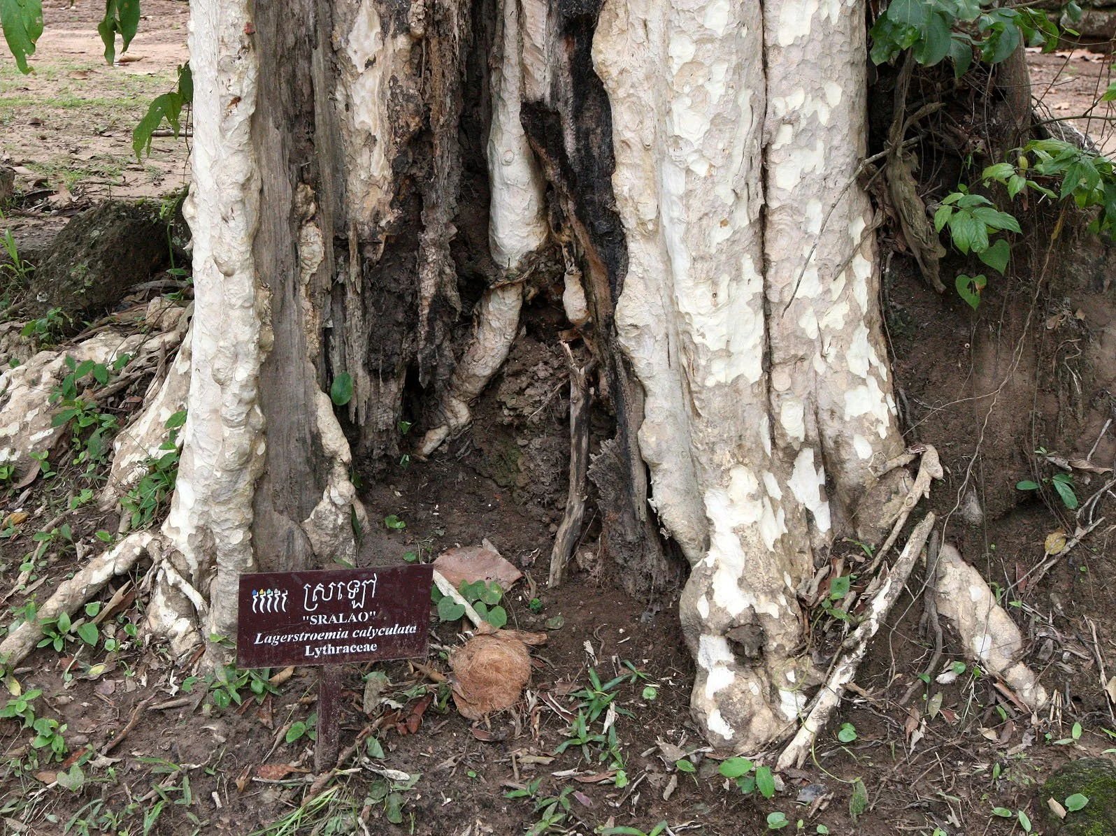 ELEPHANT TERRACE (4).JPG